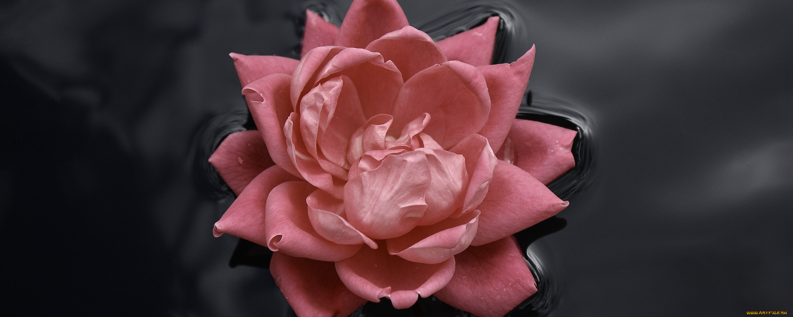 цветы, лилии, водяные, нимфеи, кувшинки