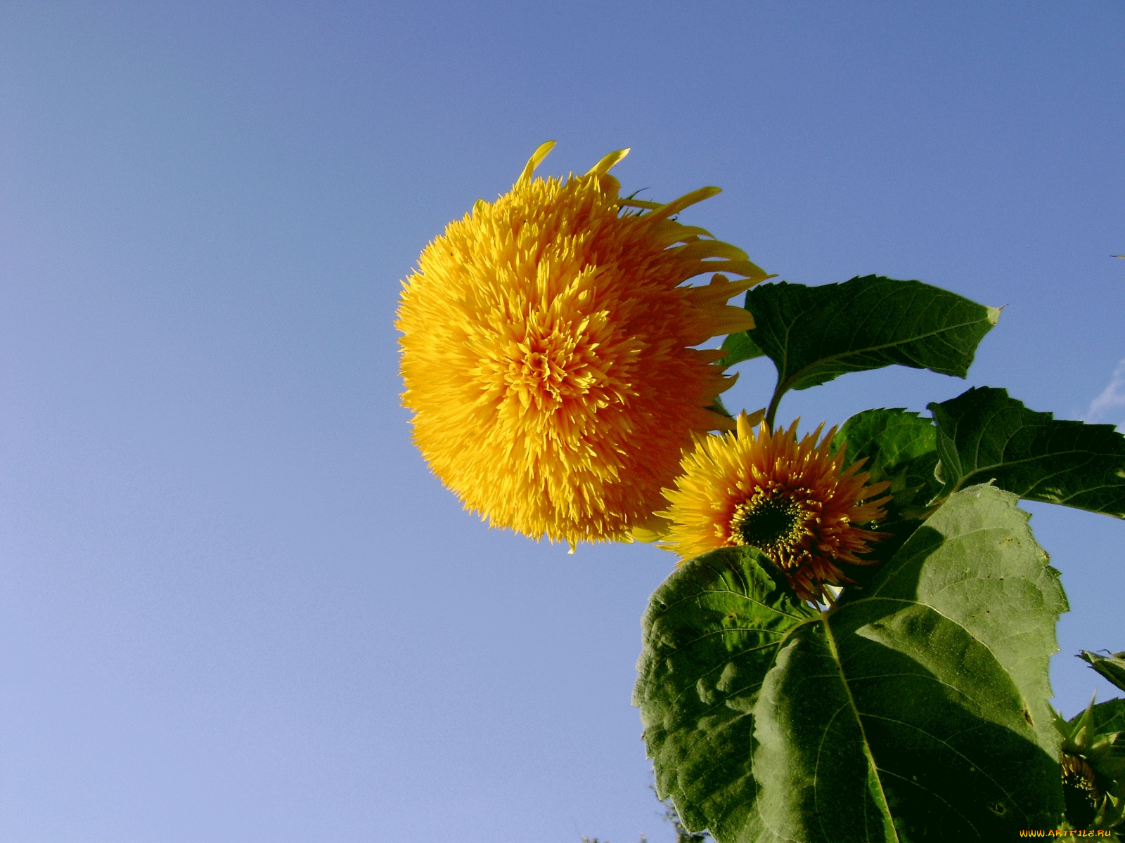 цветы, подсолнухи, желтый, зеленый, синий