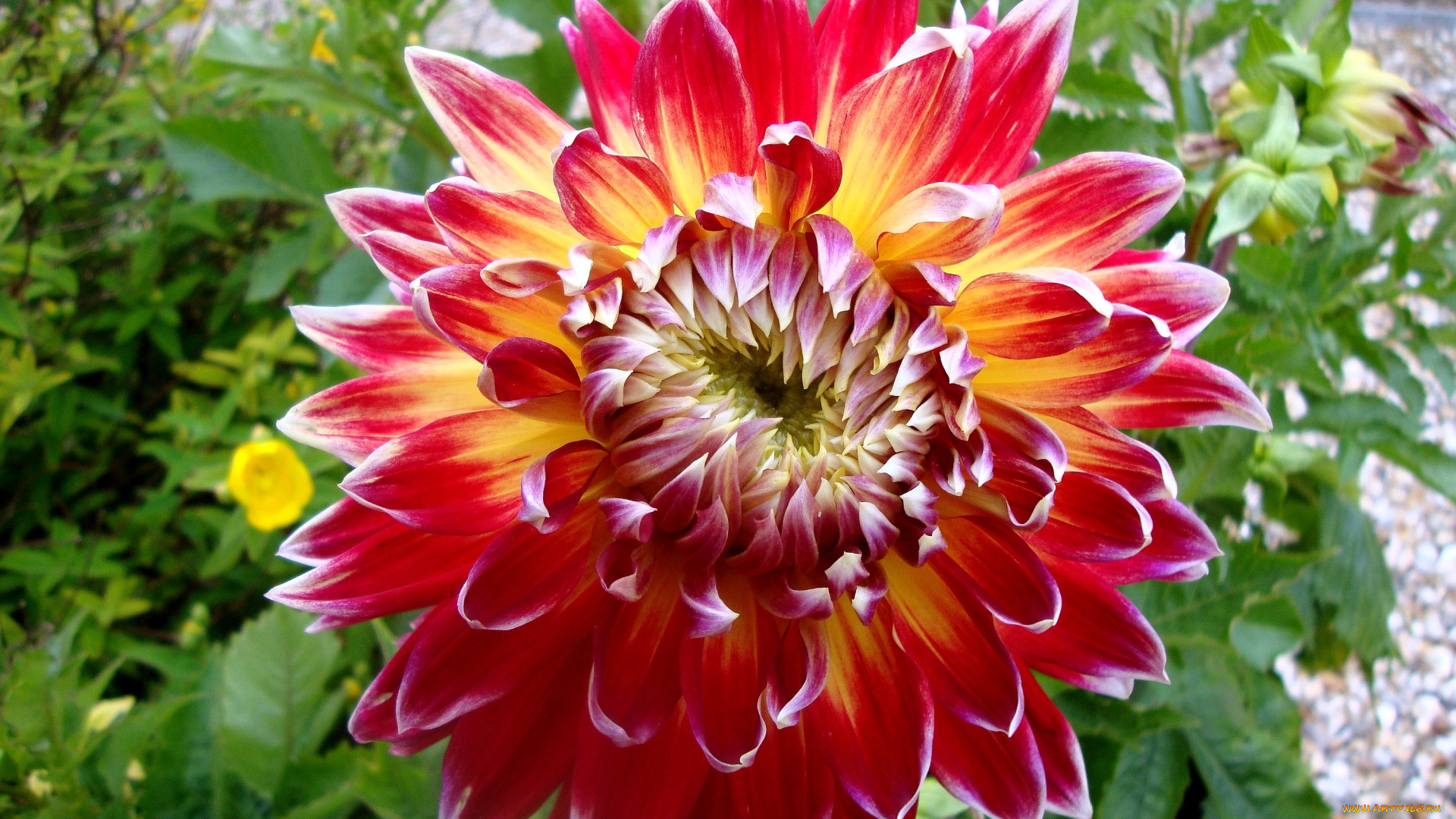 цветы, георгины, круглый, большой, красный