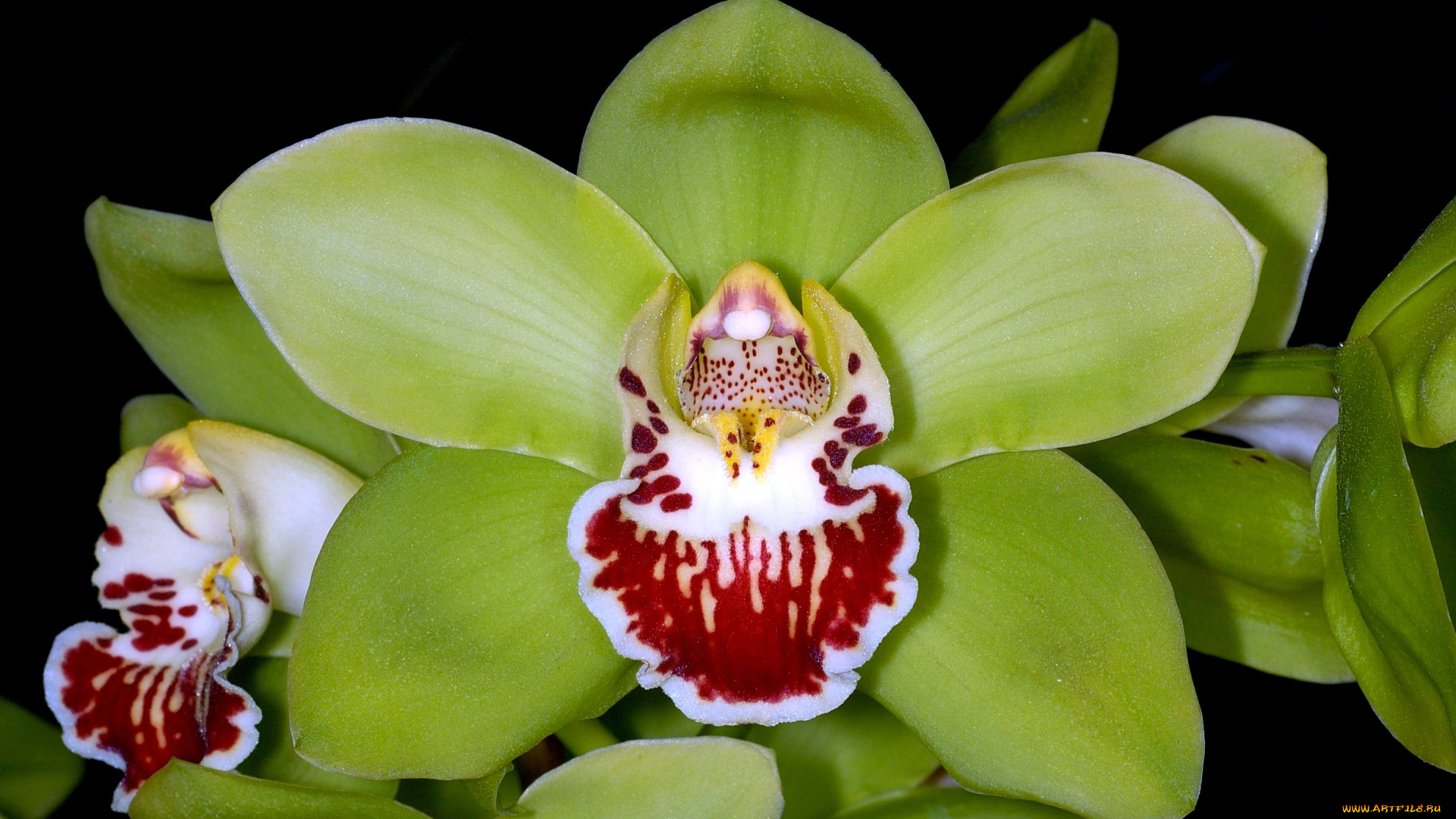 цветы, орхидеи, зеленый