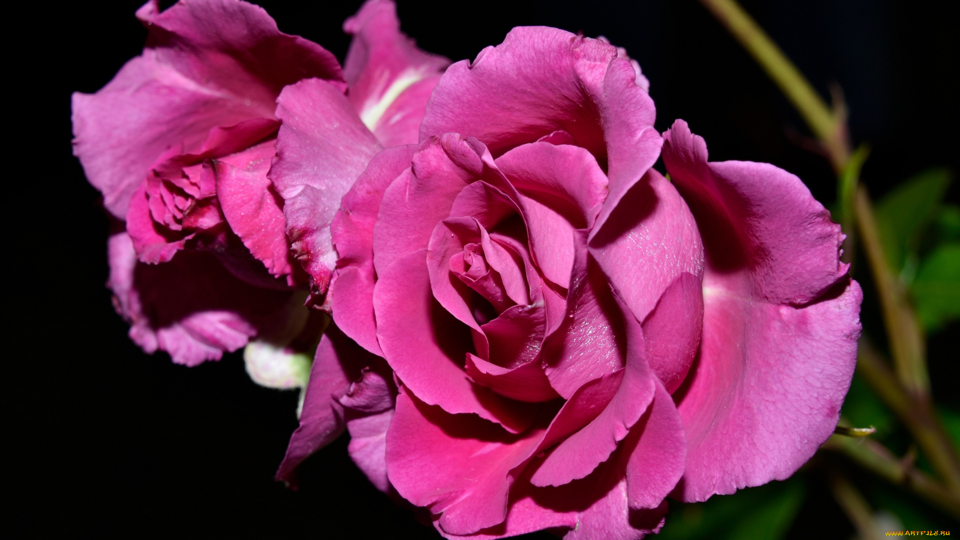 цветы, розы, розовый