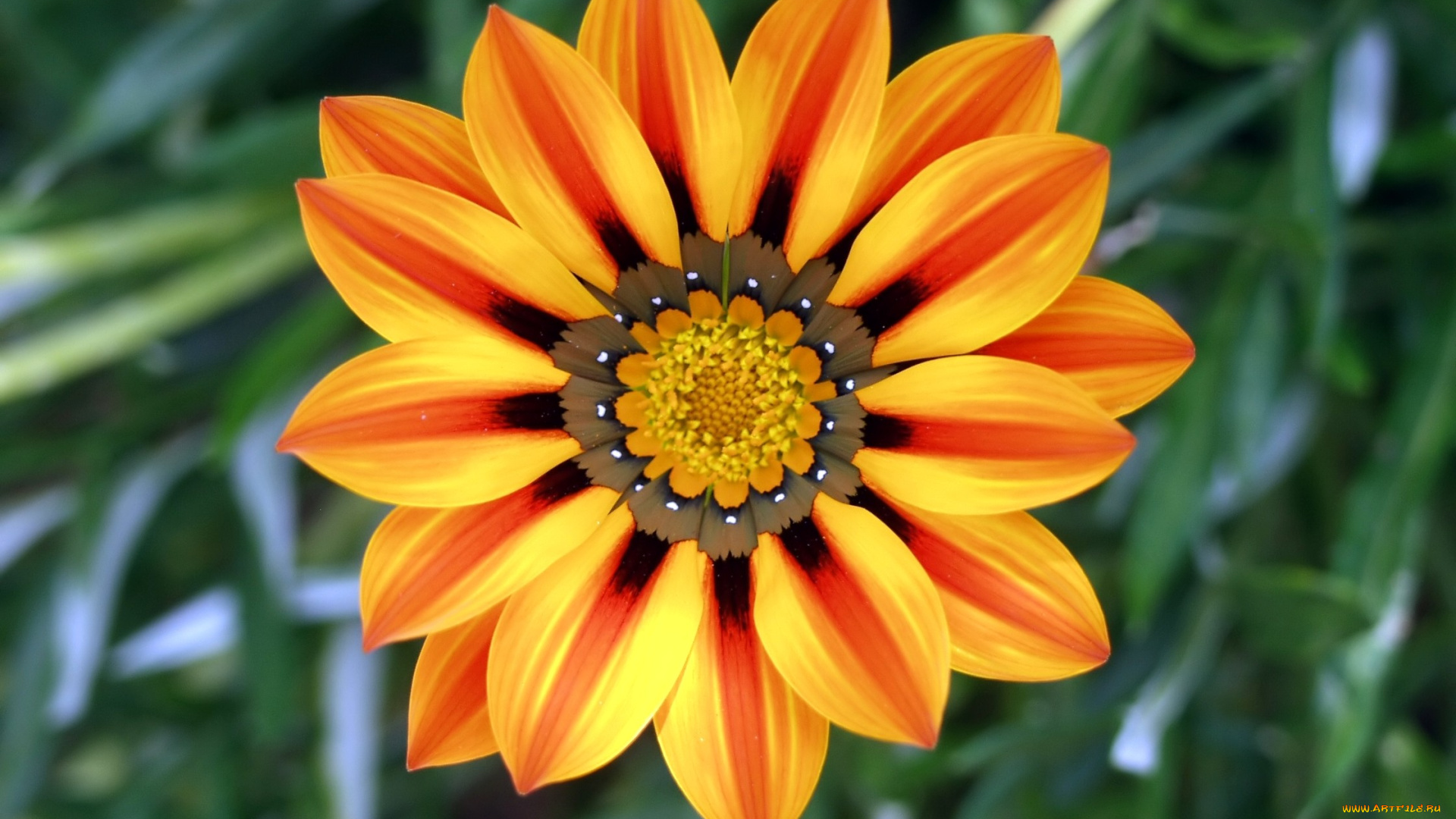 газания, цветы, яркий, оранжевый