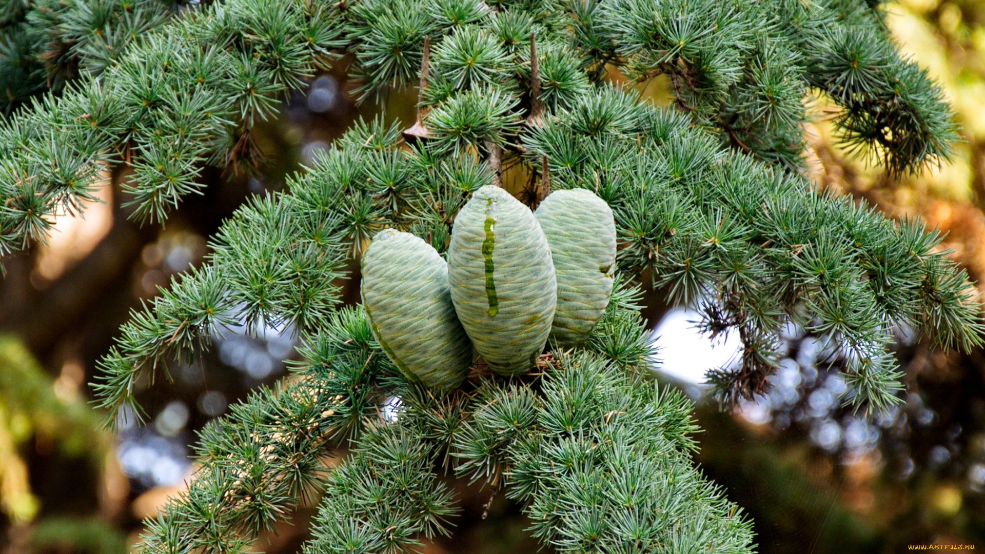 природа, шишки, жёлуди, каштаны, иголки, смола