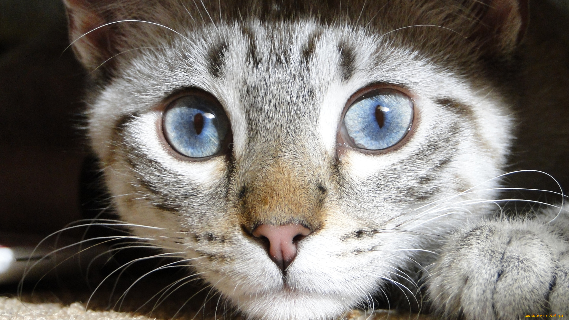 животные, коты, глазищи