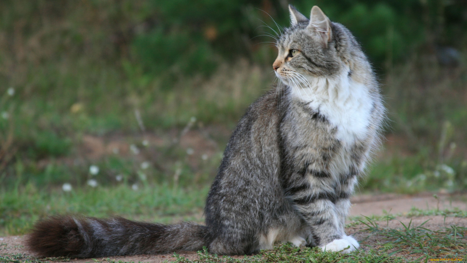 животные, коты, хвост