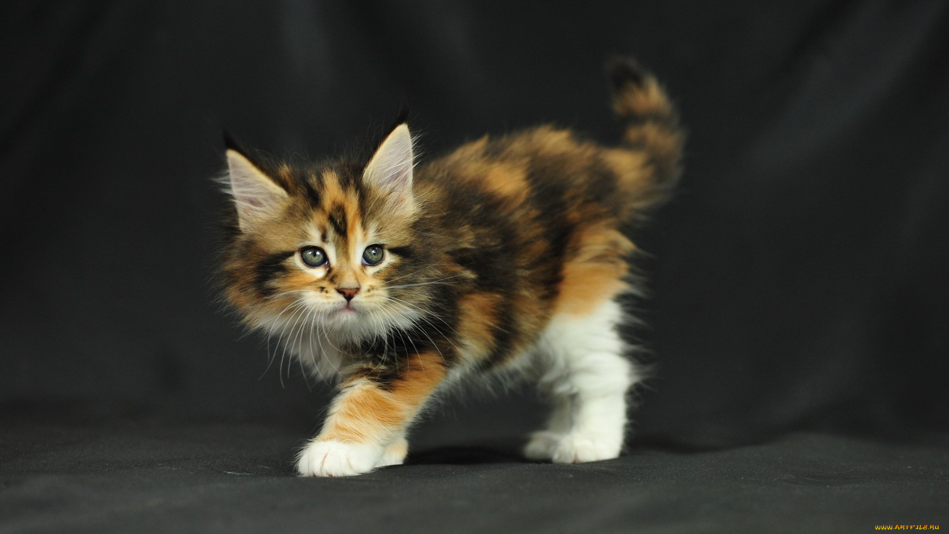 животные, коты, мейн-кун