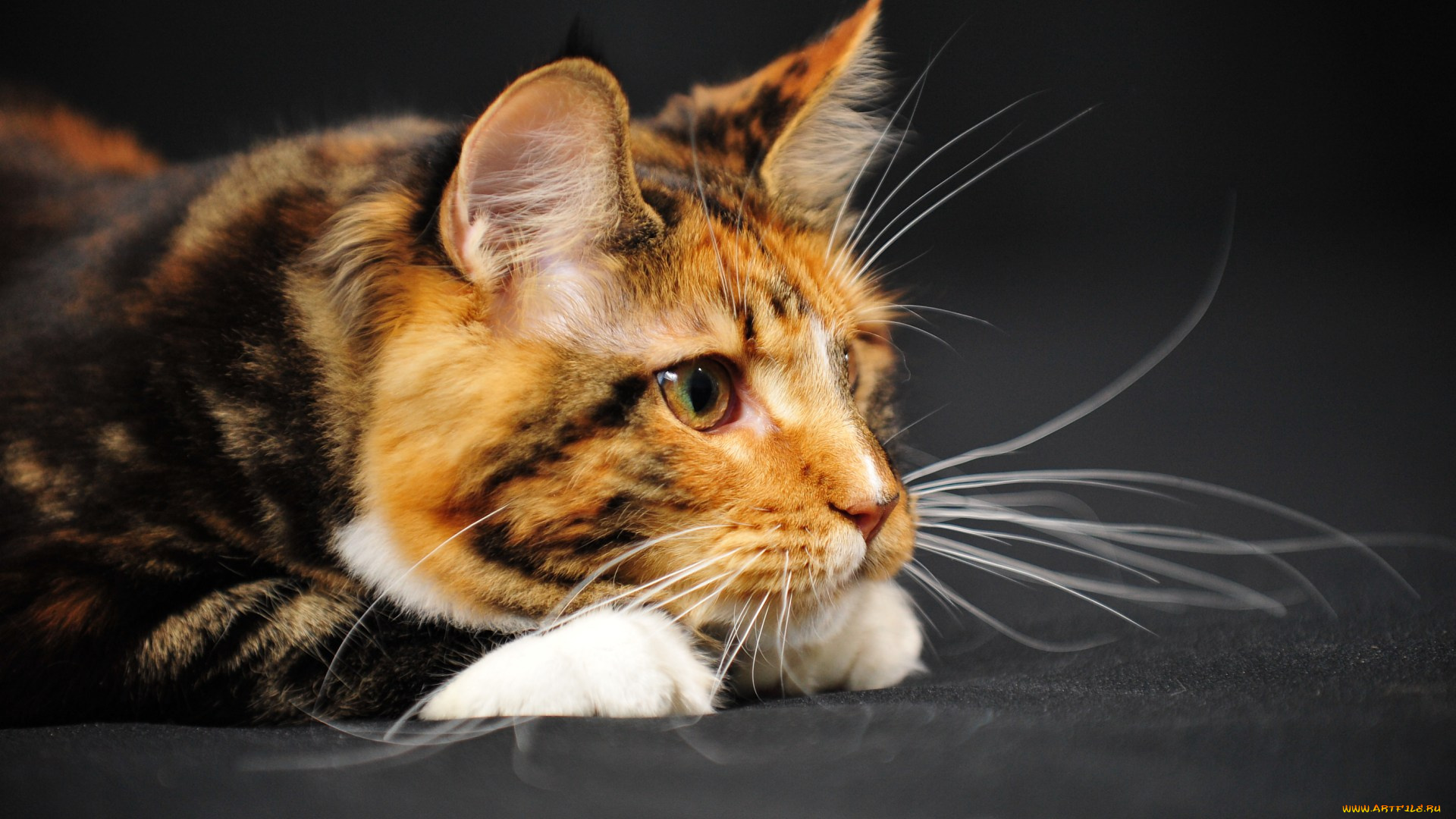 животные, коты, мейн-кун