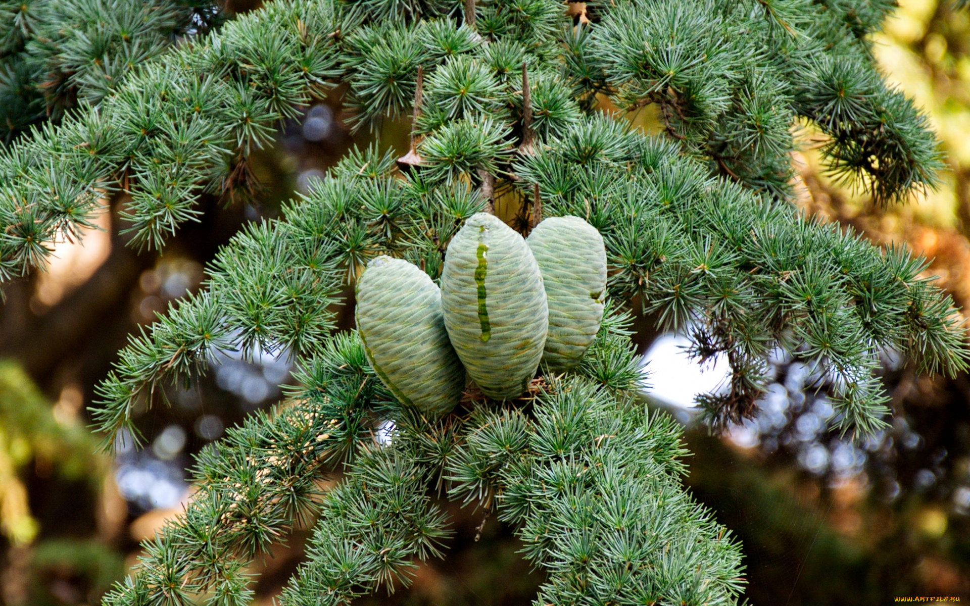 природа, шишки, жёлуди, каштаны, иголки, смола