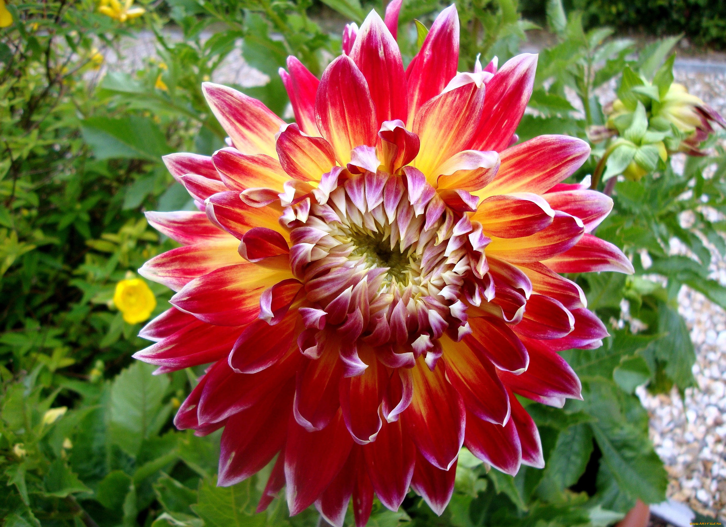 цветы, георгины, круглый, большой, красный