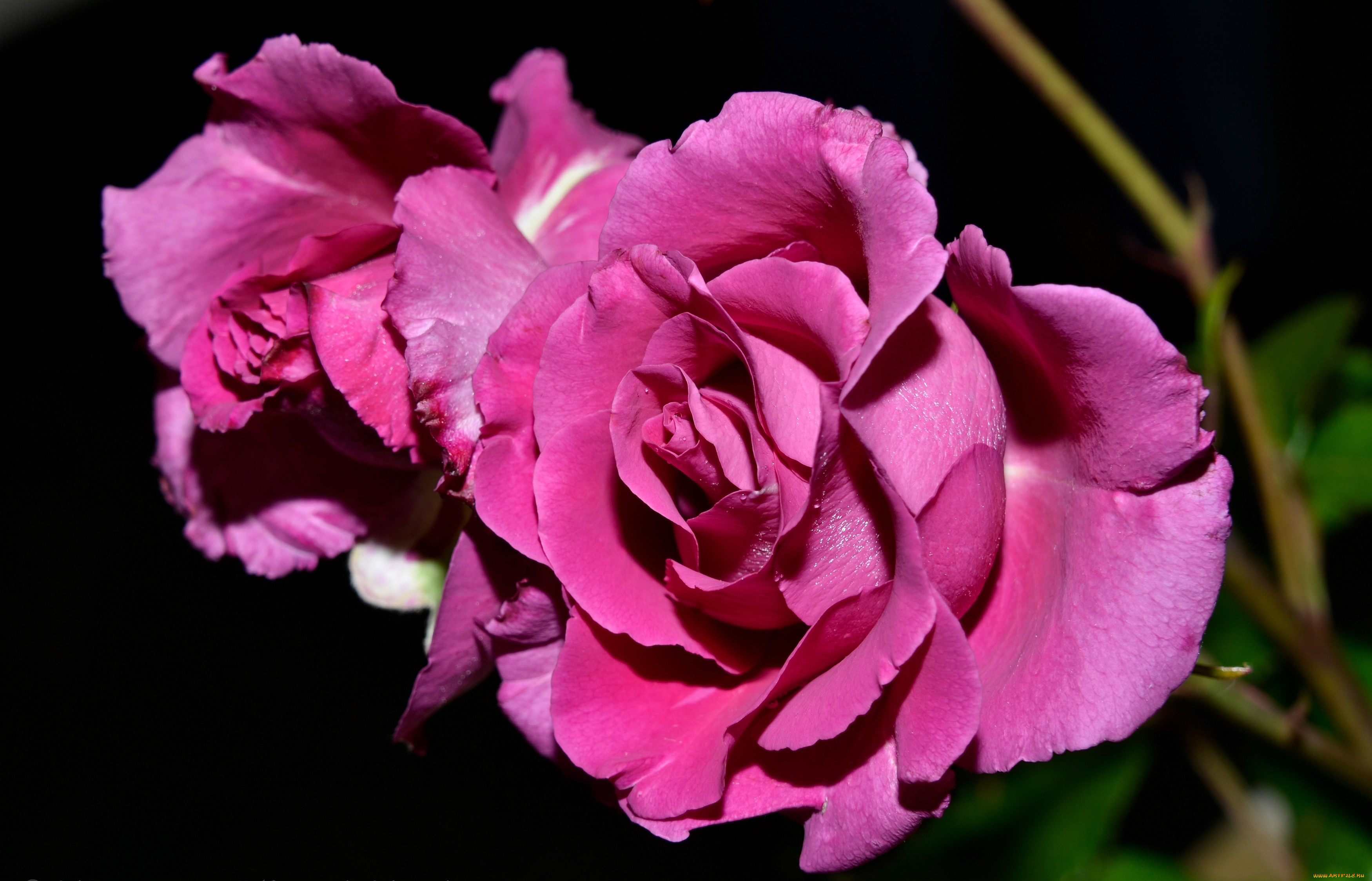 цветы, розы, розовый