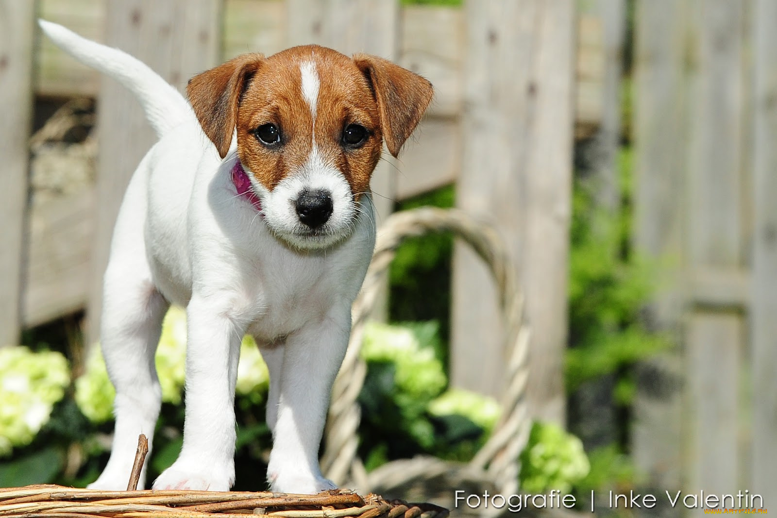 животные, собаки, собака