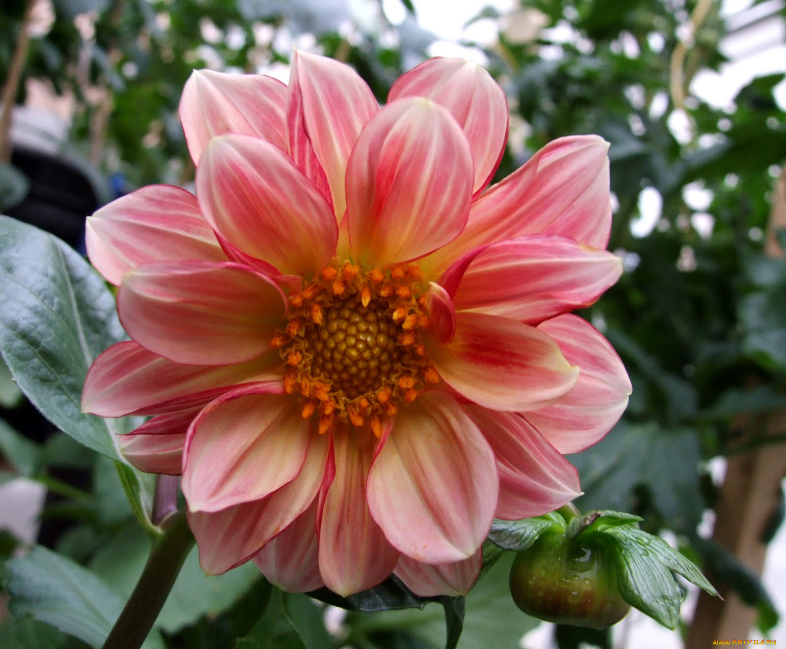 цветы, георгины