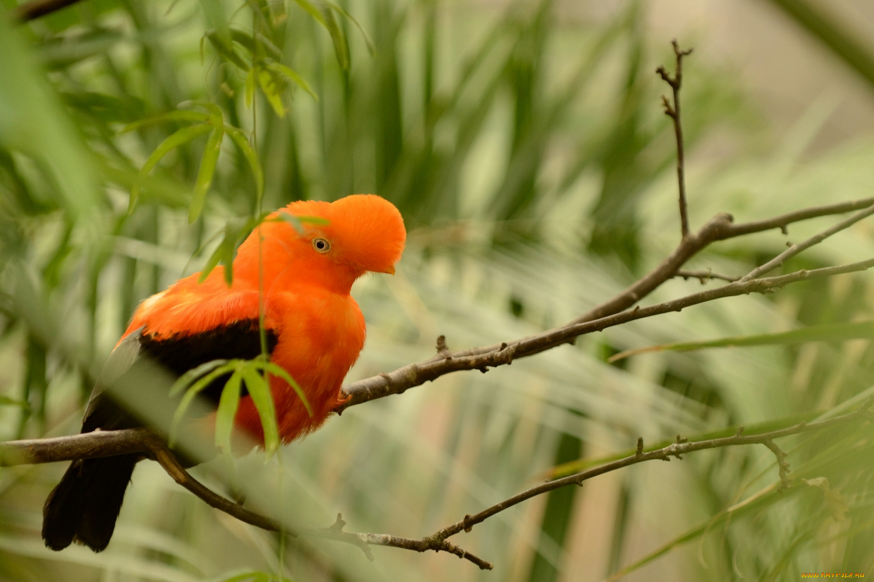 животные, птицы, перья, экзотика
