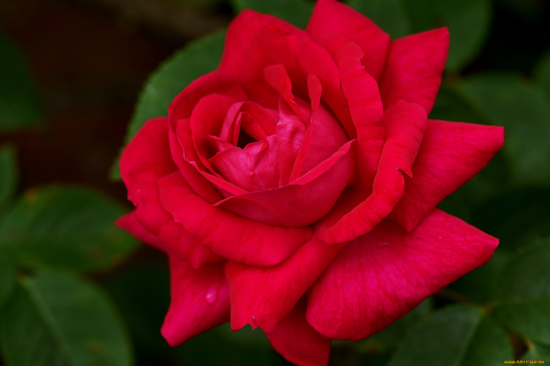 цветы, розы, лепестки, королева, красный