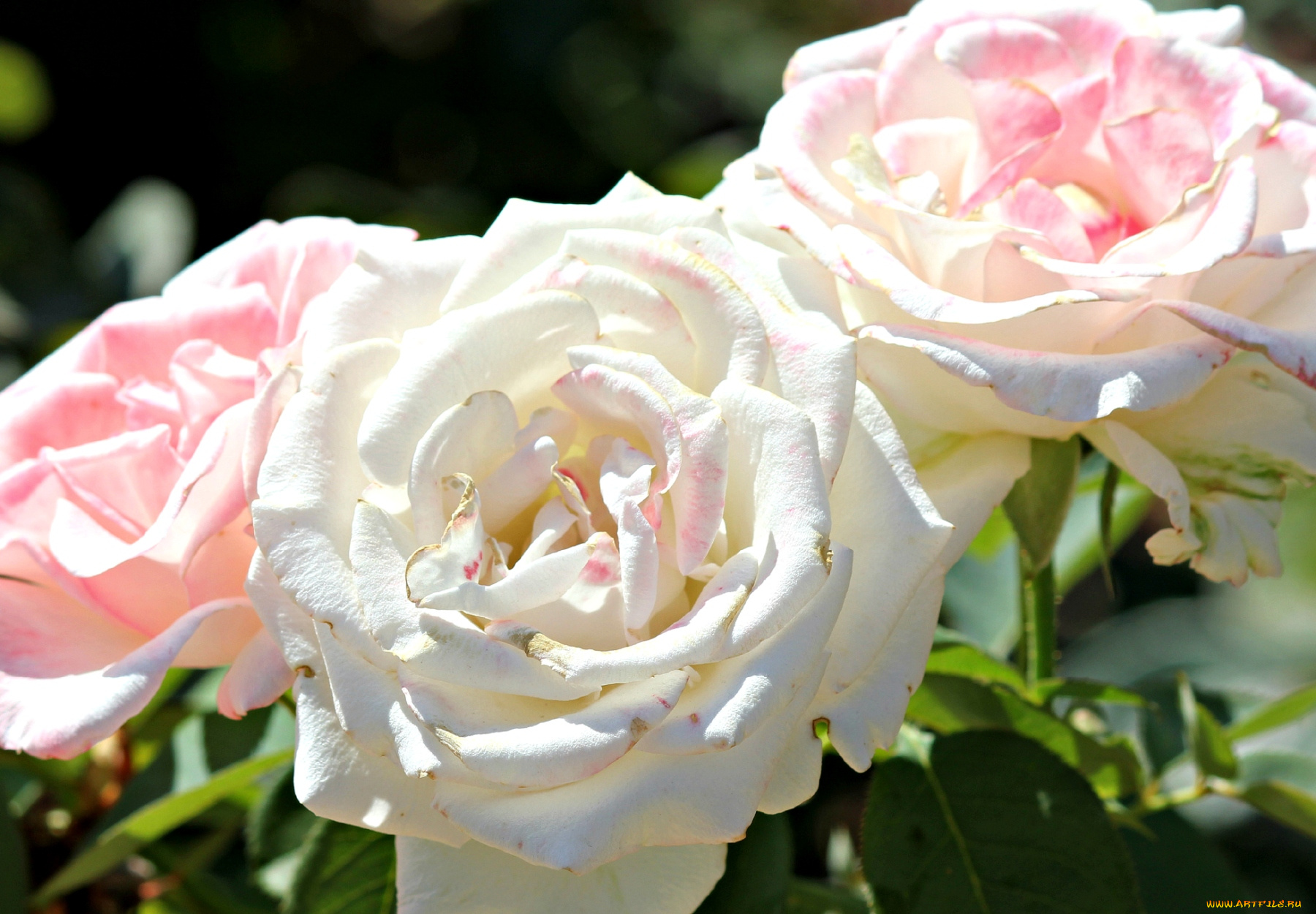 цветы, розы, сияющий, белый, лепестки