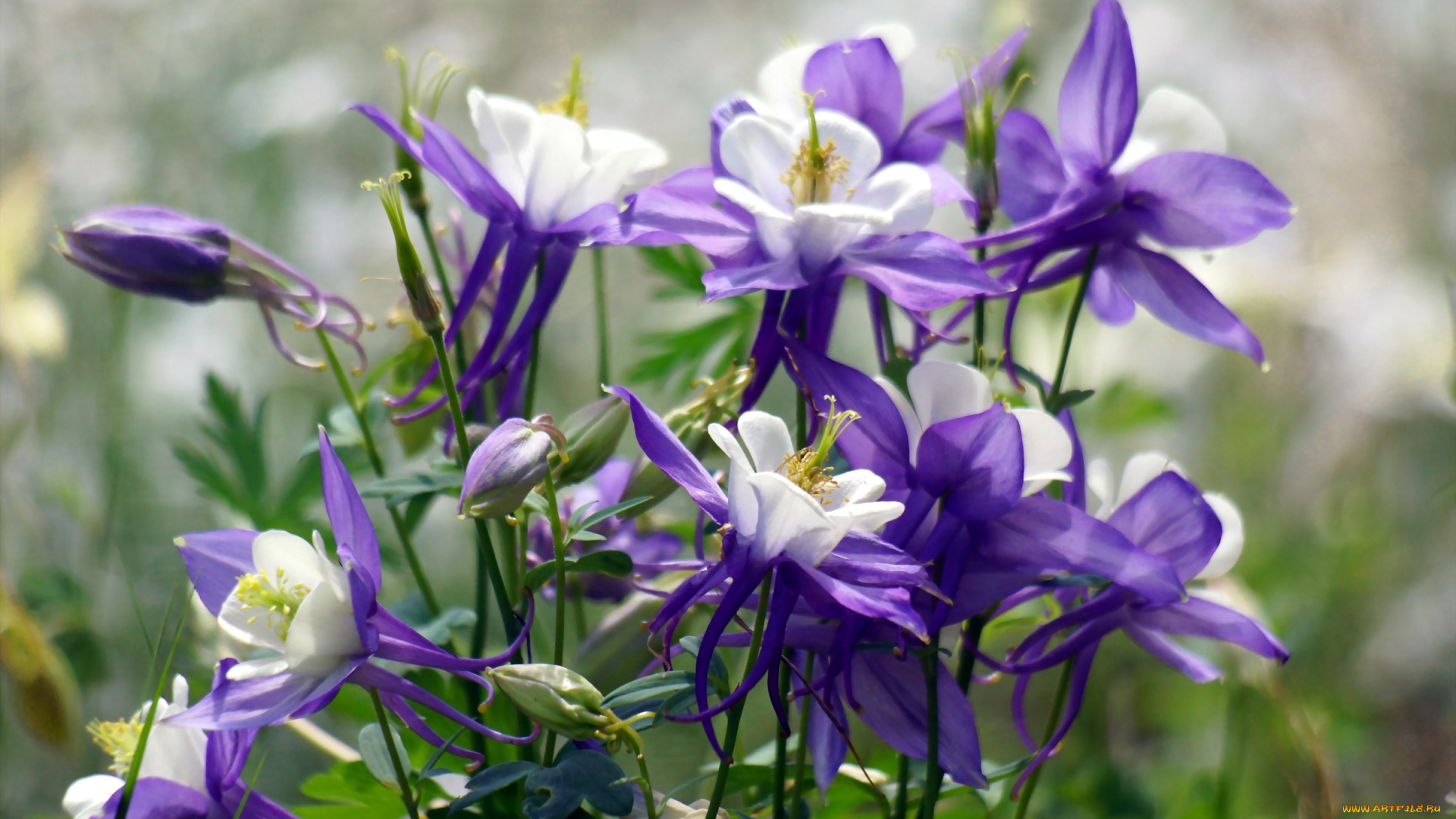 цветы, аквилегия, водосбор, фиолетовый