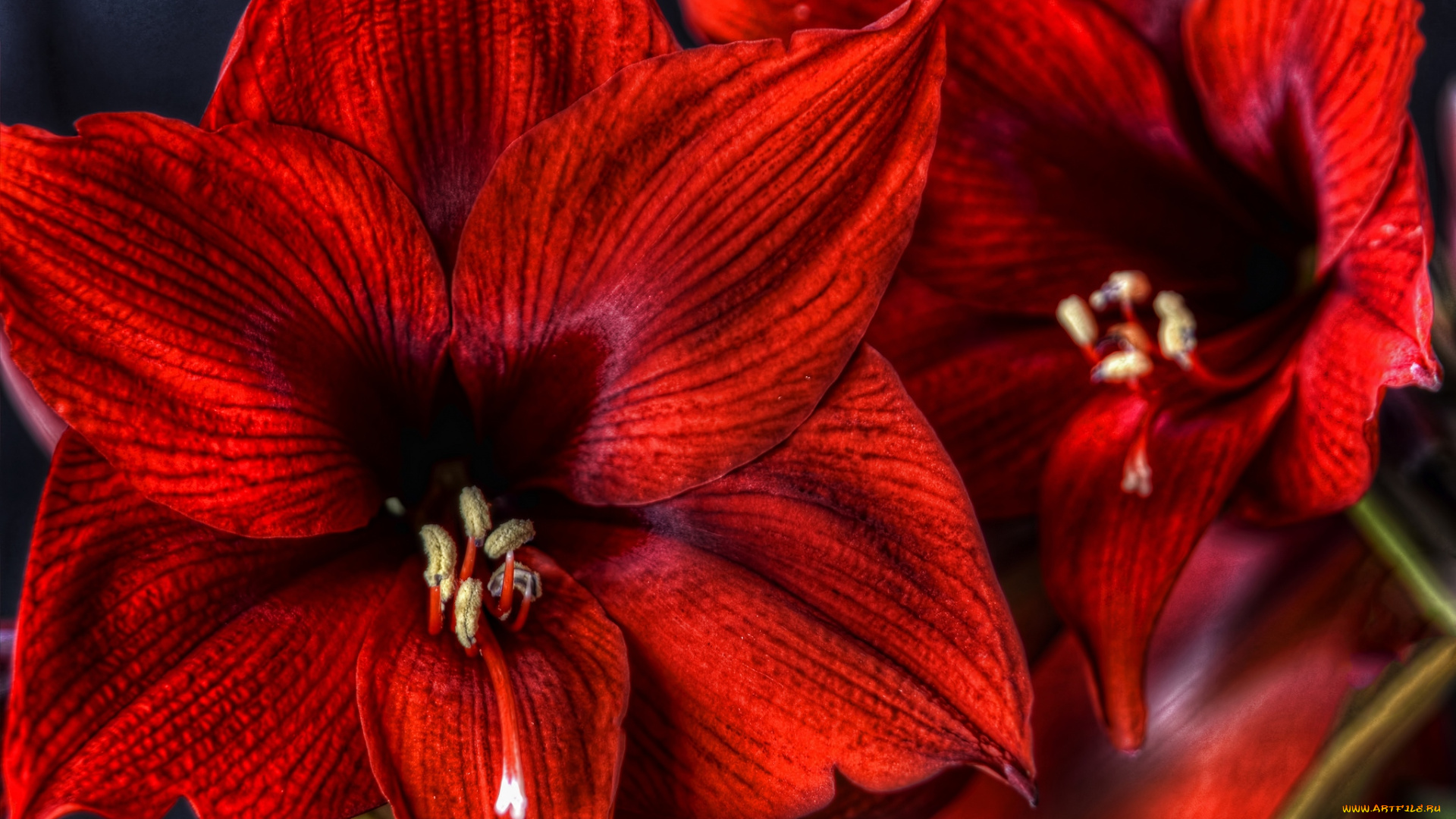 цветы, амариллисы, гиппеаструмы, гиппеаструм, красный