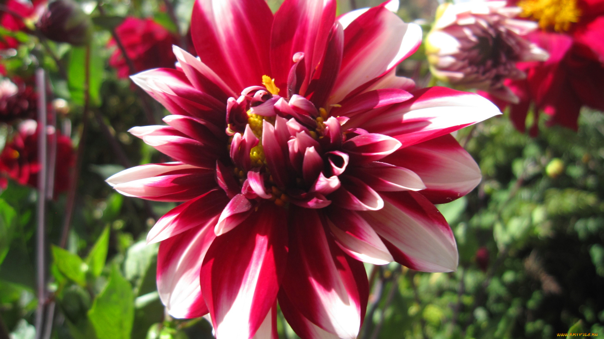 цветы, георгины