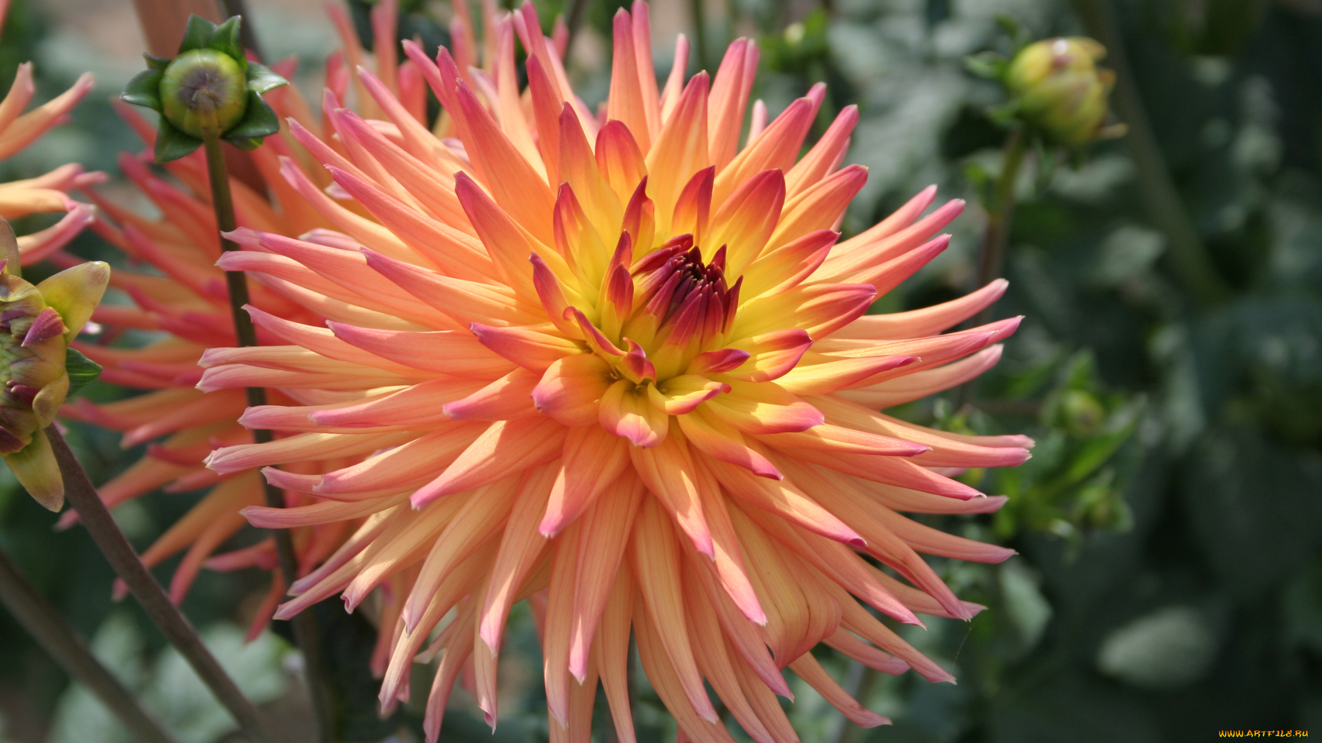 цветы, георгины