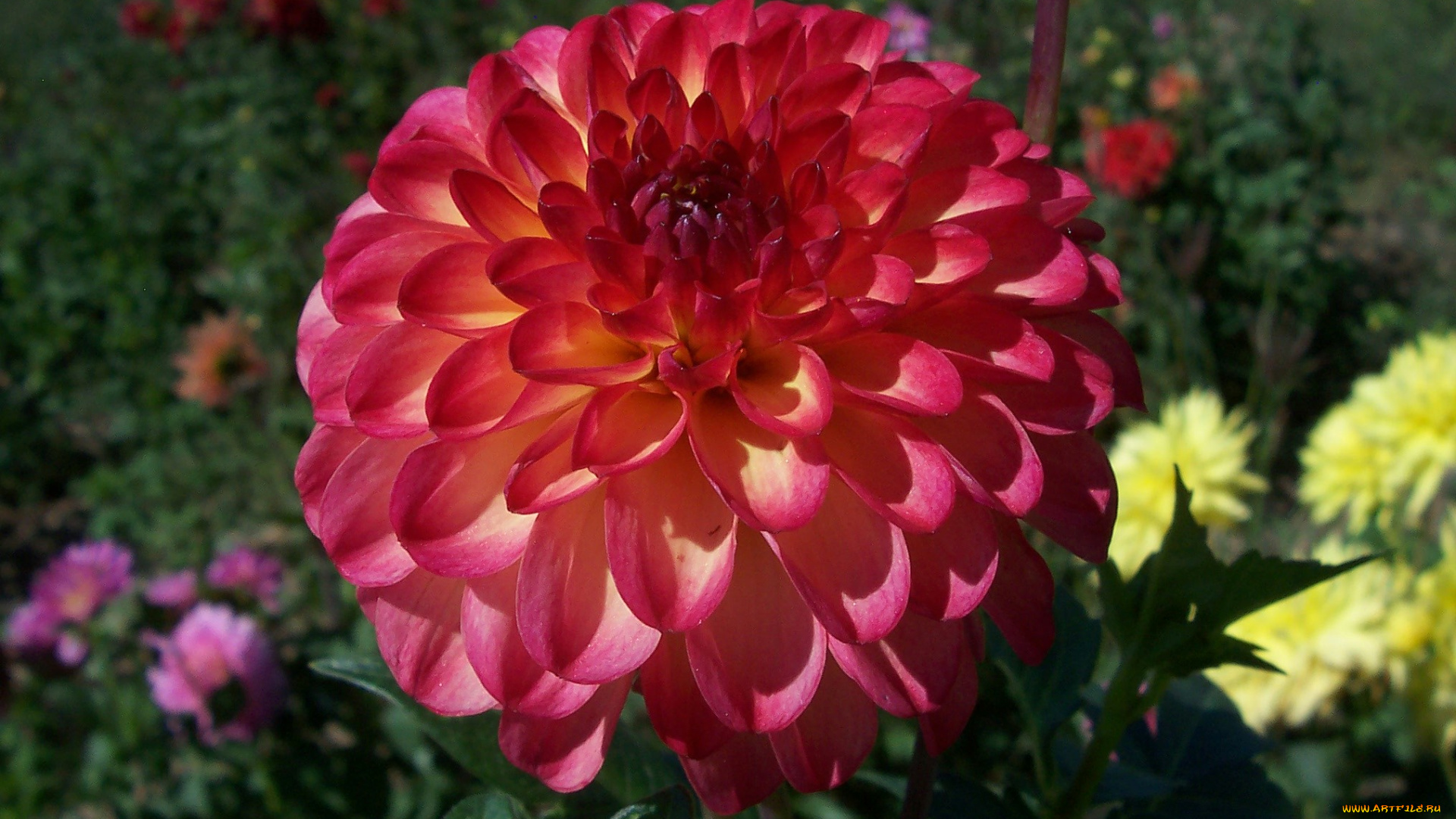 цветы, георгины