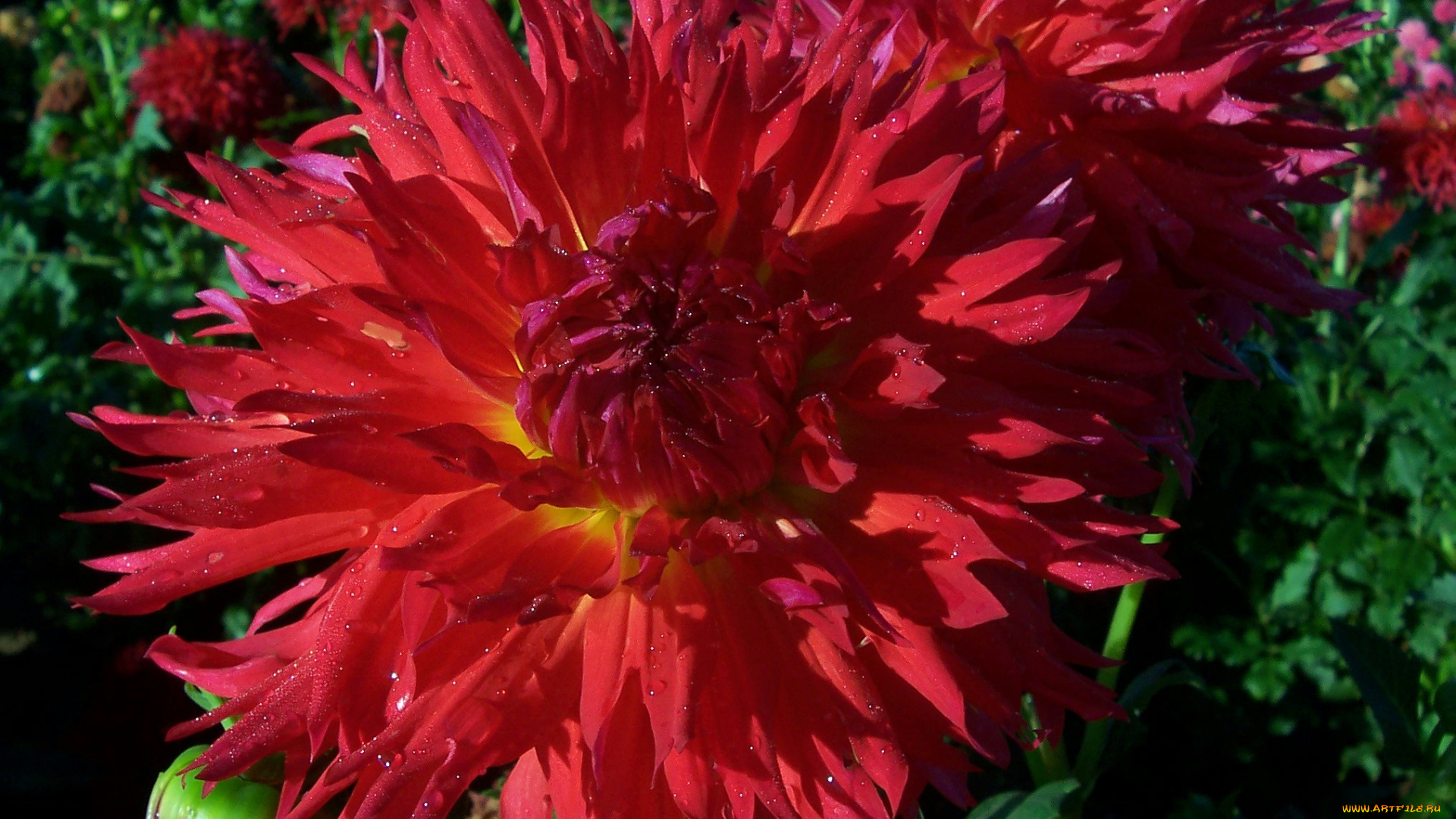 цветы, георгины