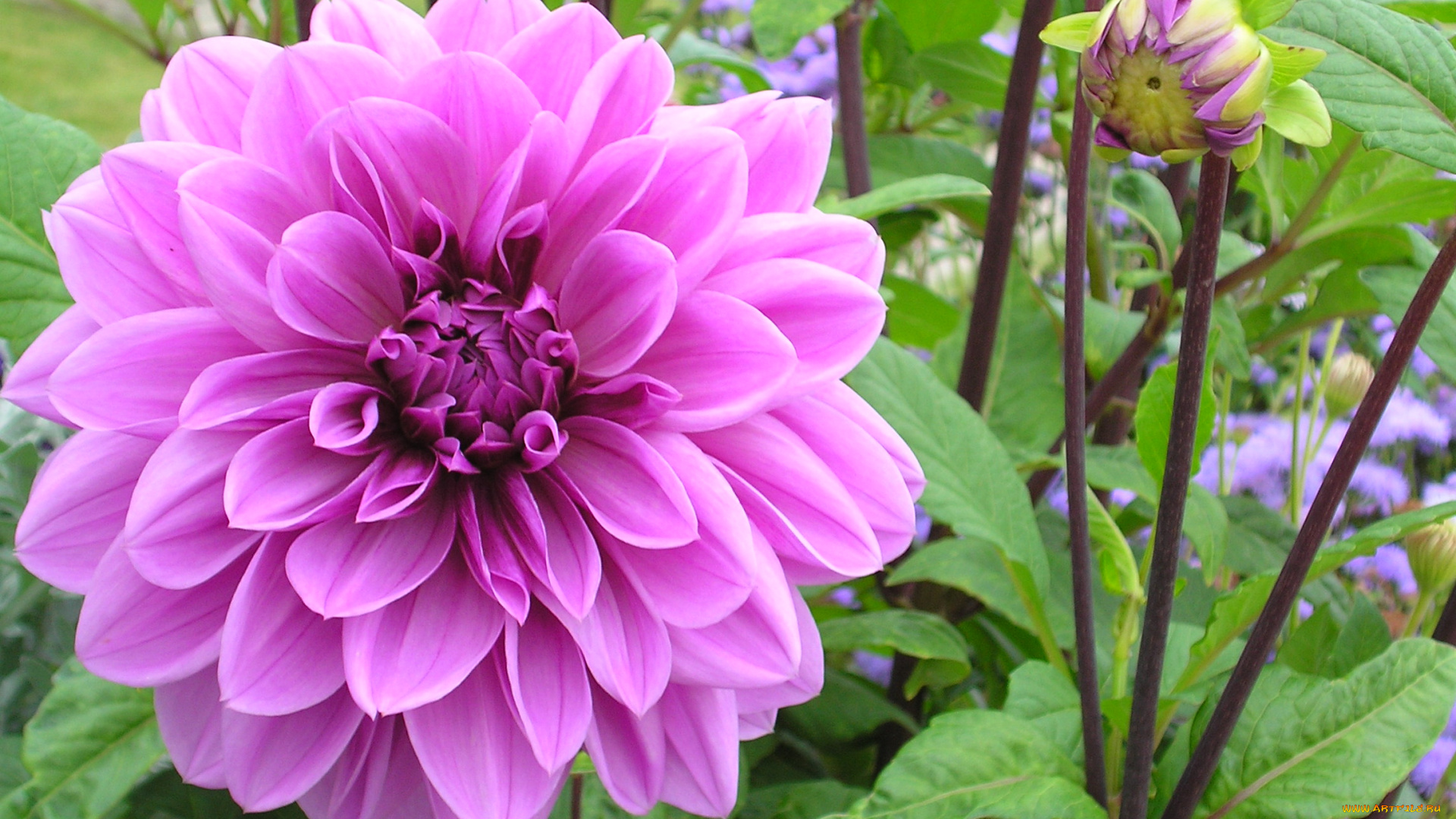 цветы, георгины