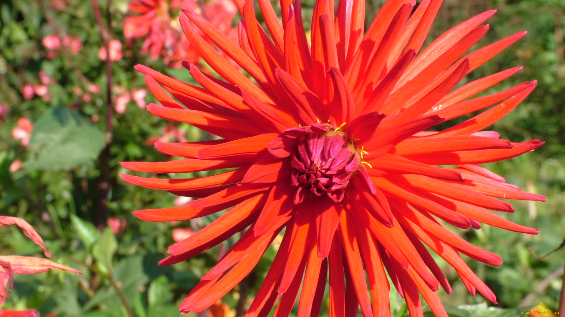 цветы, георгины, цветок