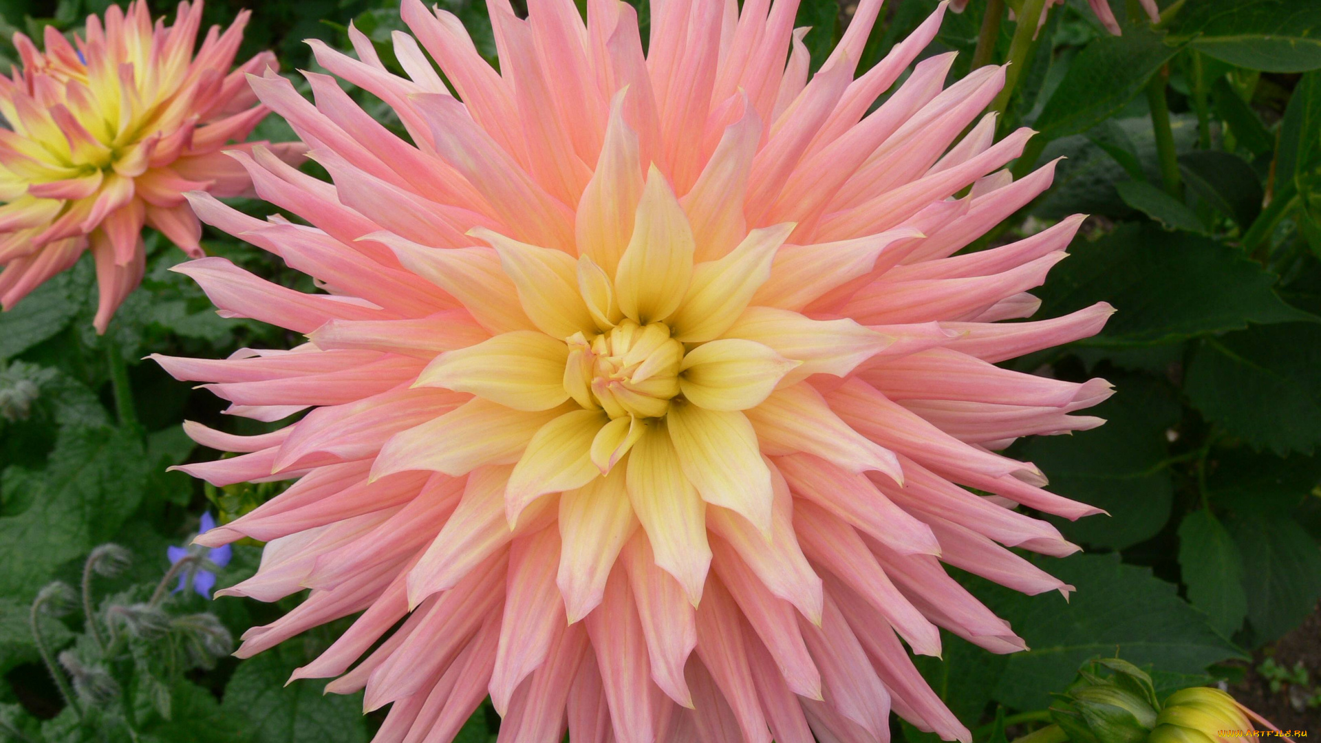 цветы, георгины, цветок