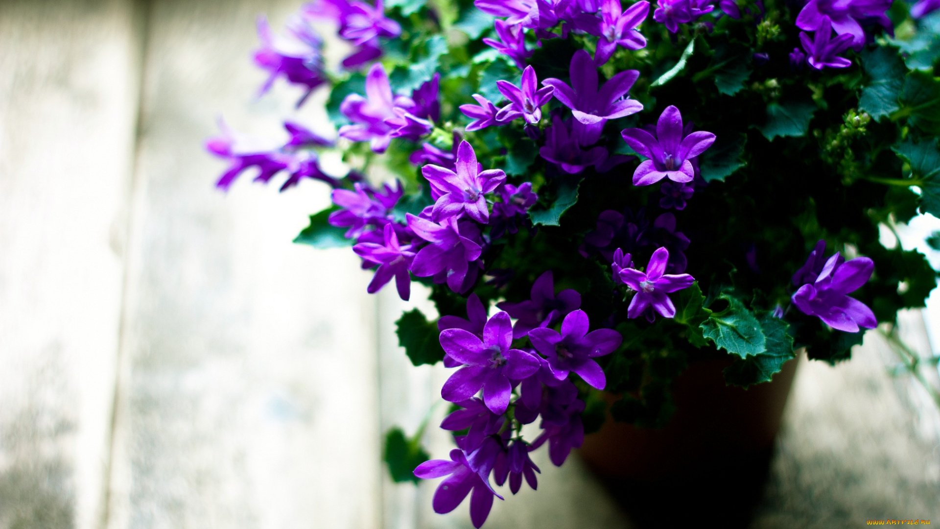 цветы, колокольчики, лиловый, вазон