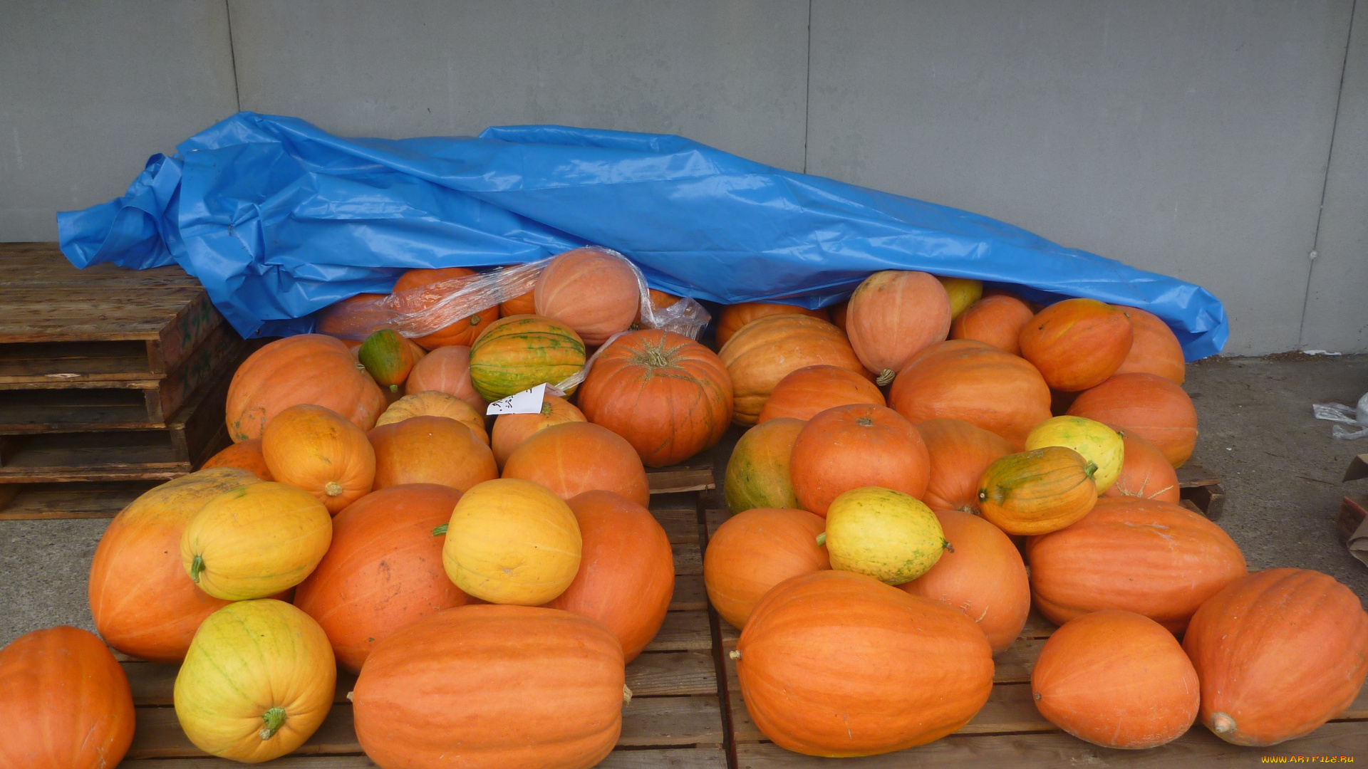 еда, тыква, тыквы