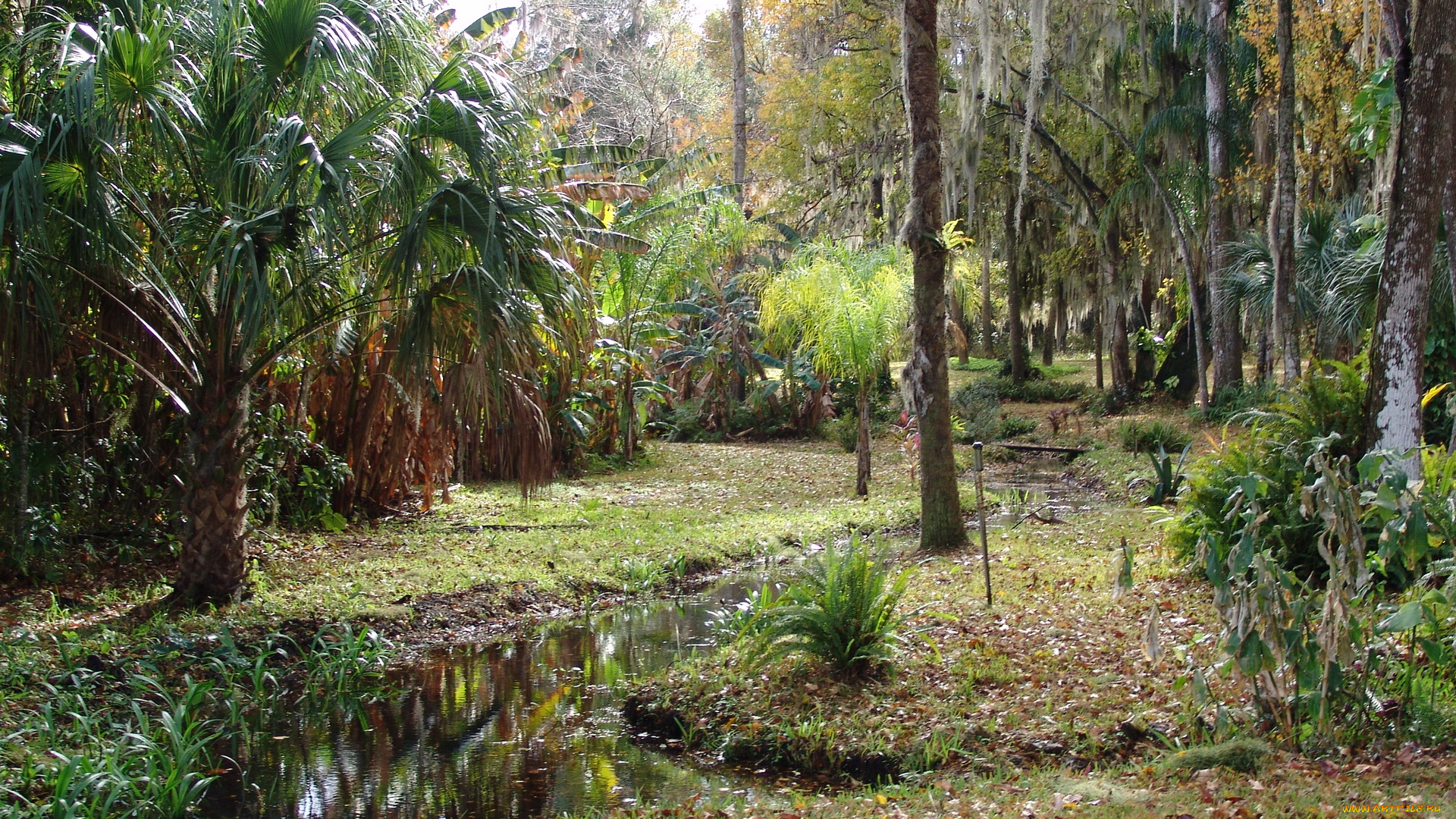 флорида, Ялаха, природа, парк, ботанический, сад
