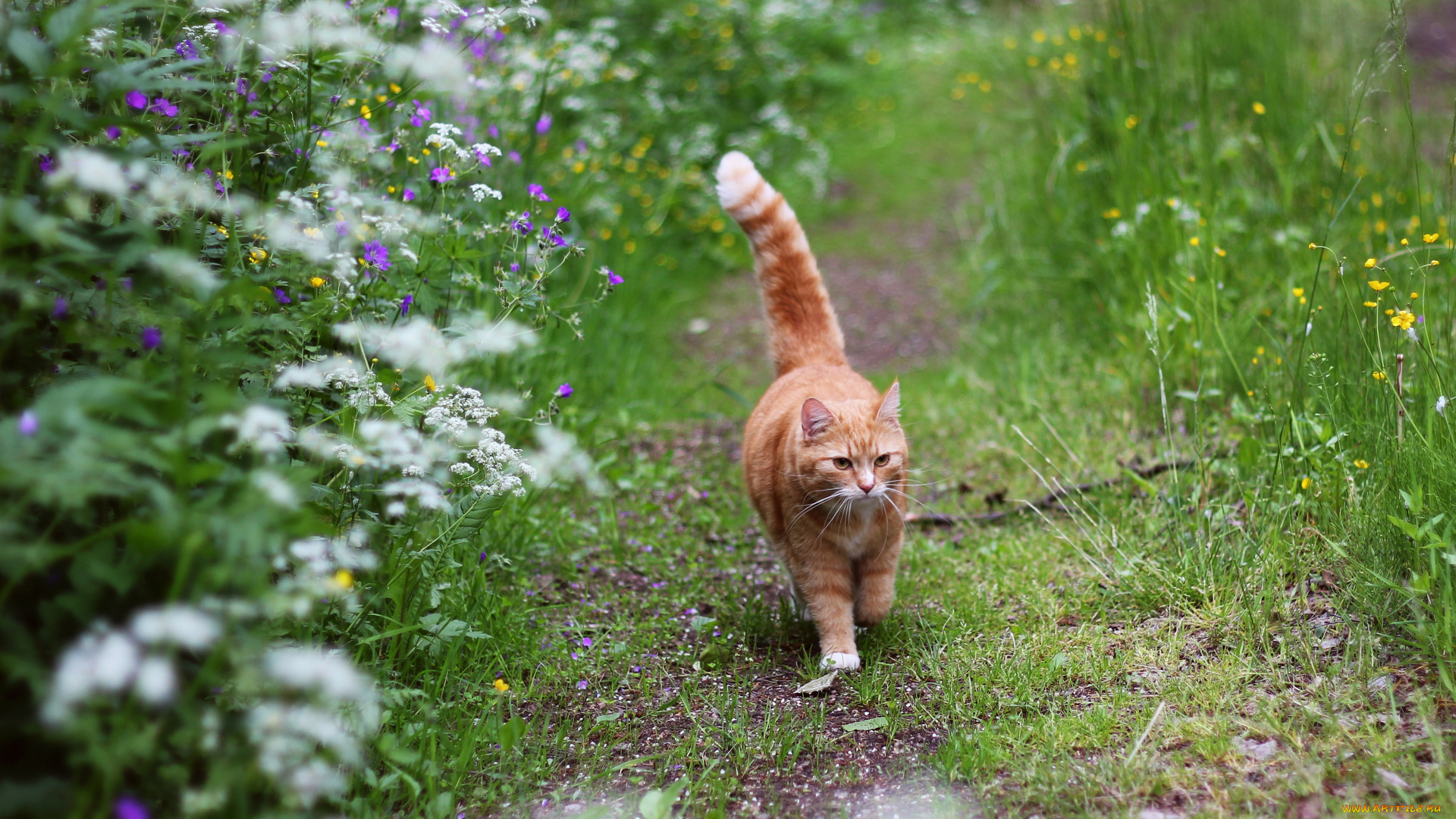 garfield, на, прогулке, животные, коты, прогулка