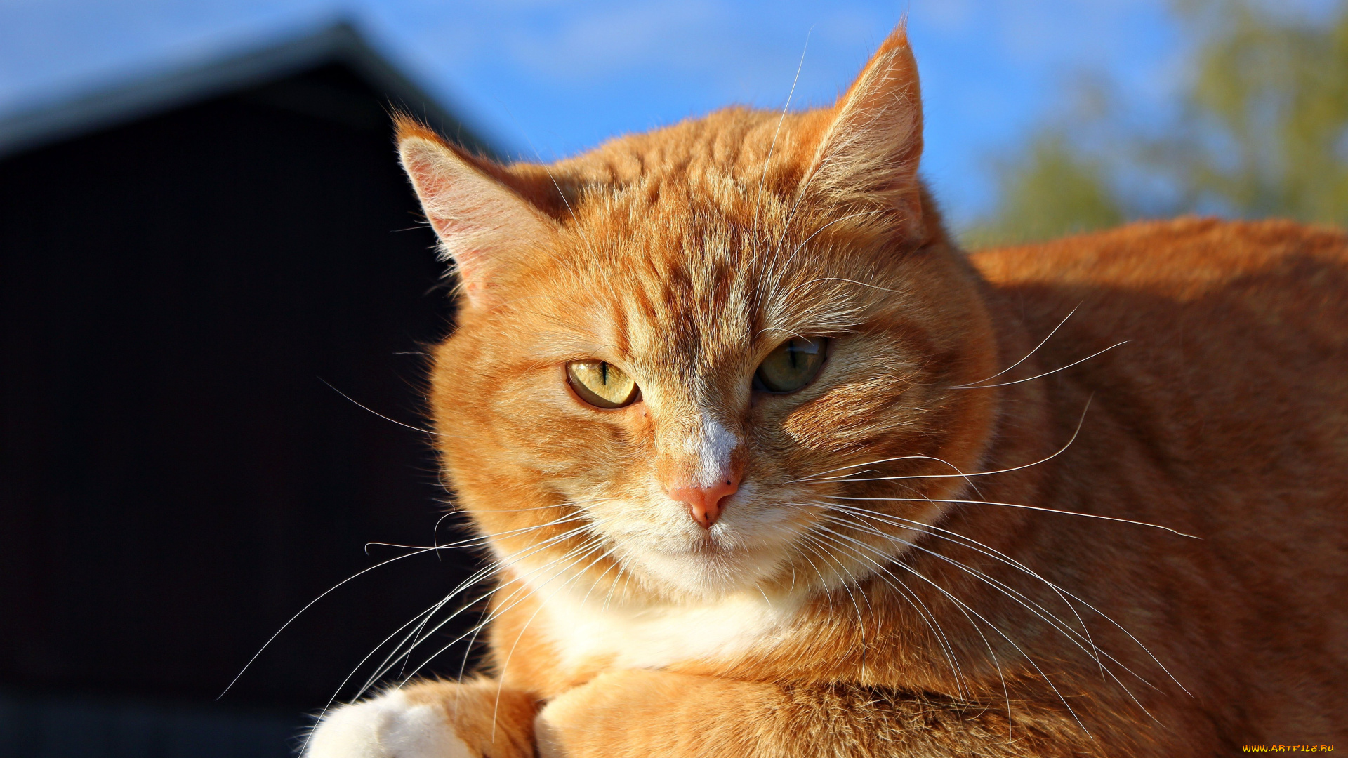 garfield, животные, коты, рыжий