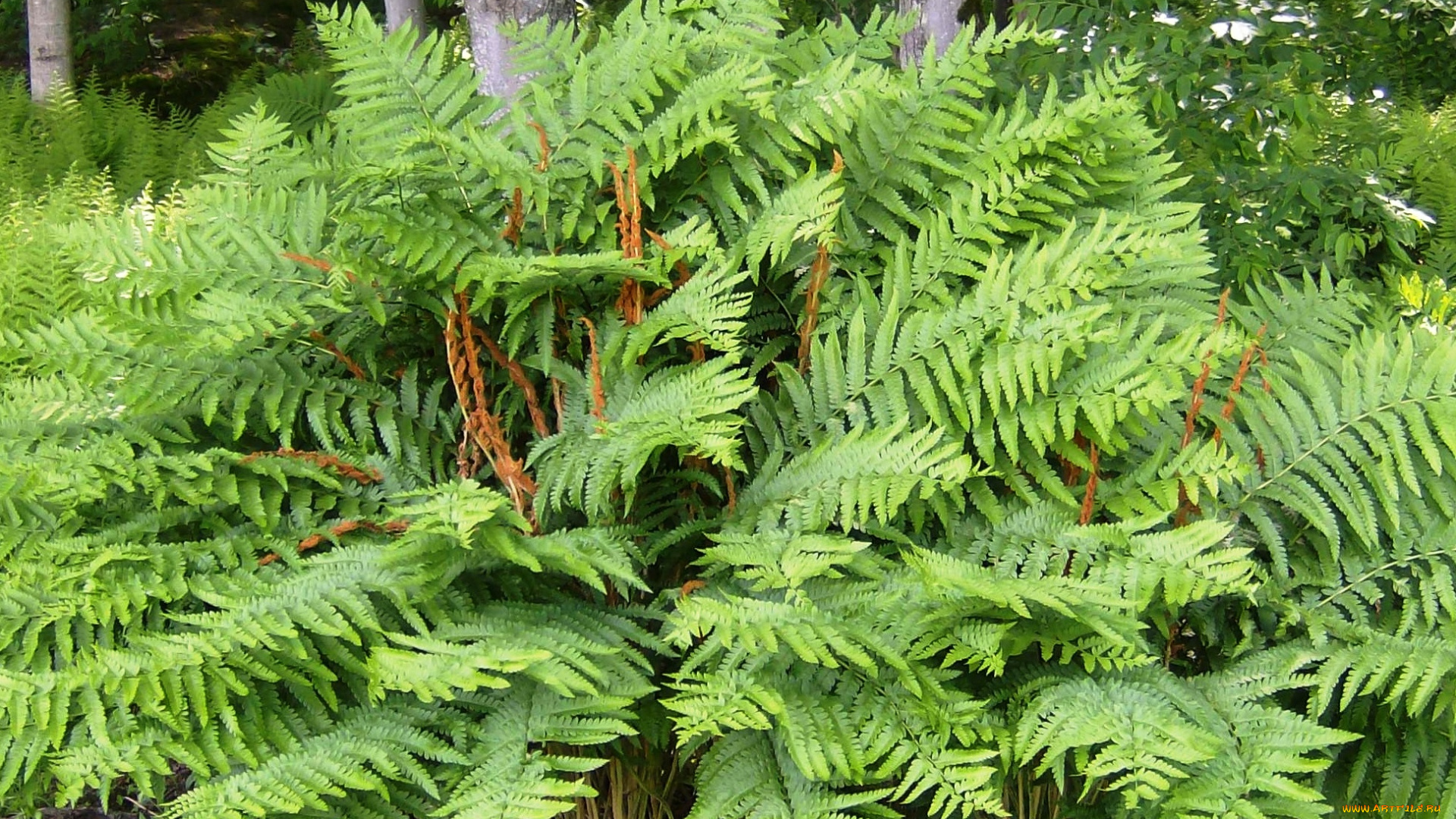 природа, листья, рапоротник