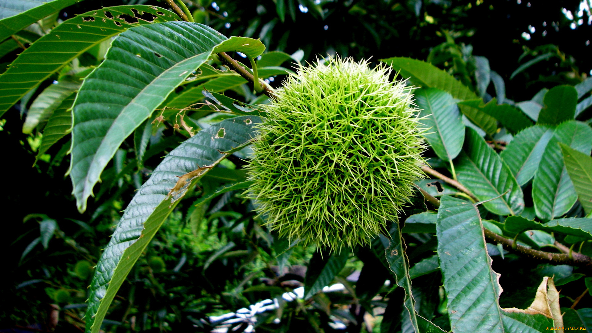 природа, плоды, каштан, ветка