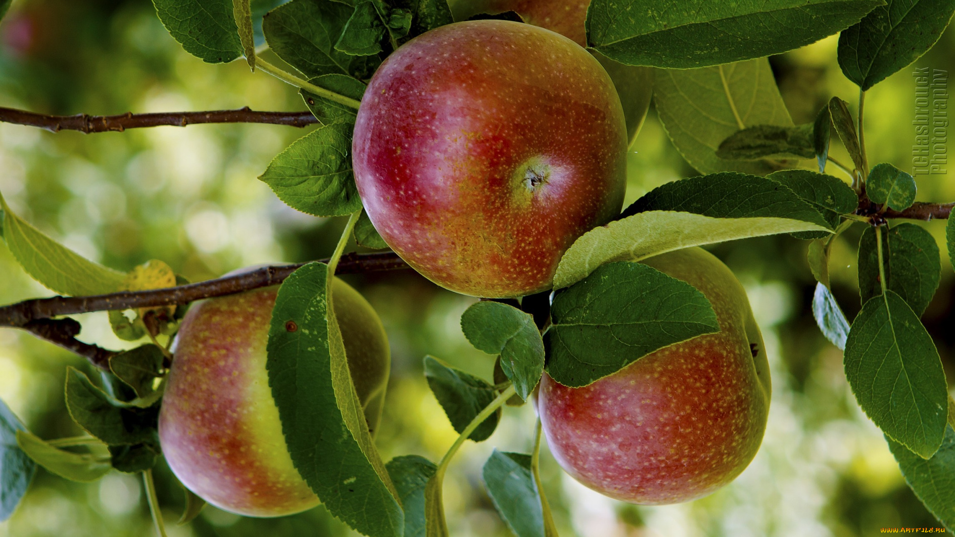 природа, плоды, яблоки, ветка