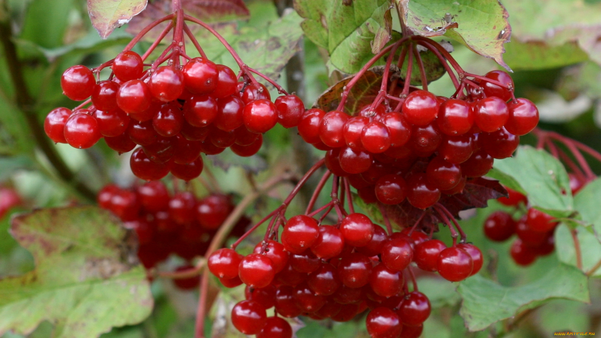 природа, Ягоды, куст, калина, красный
