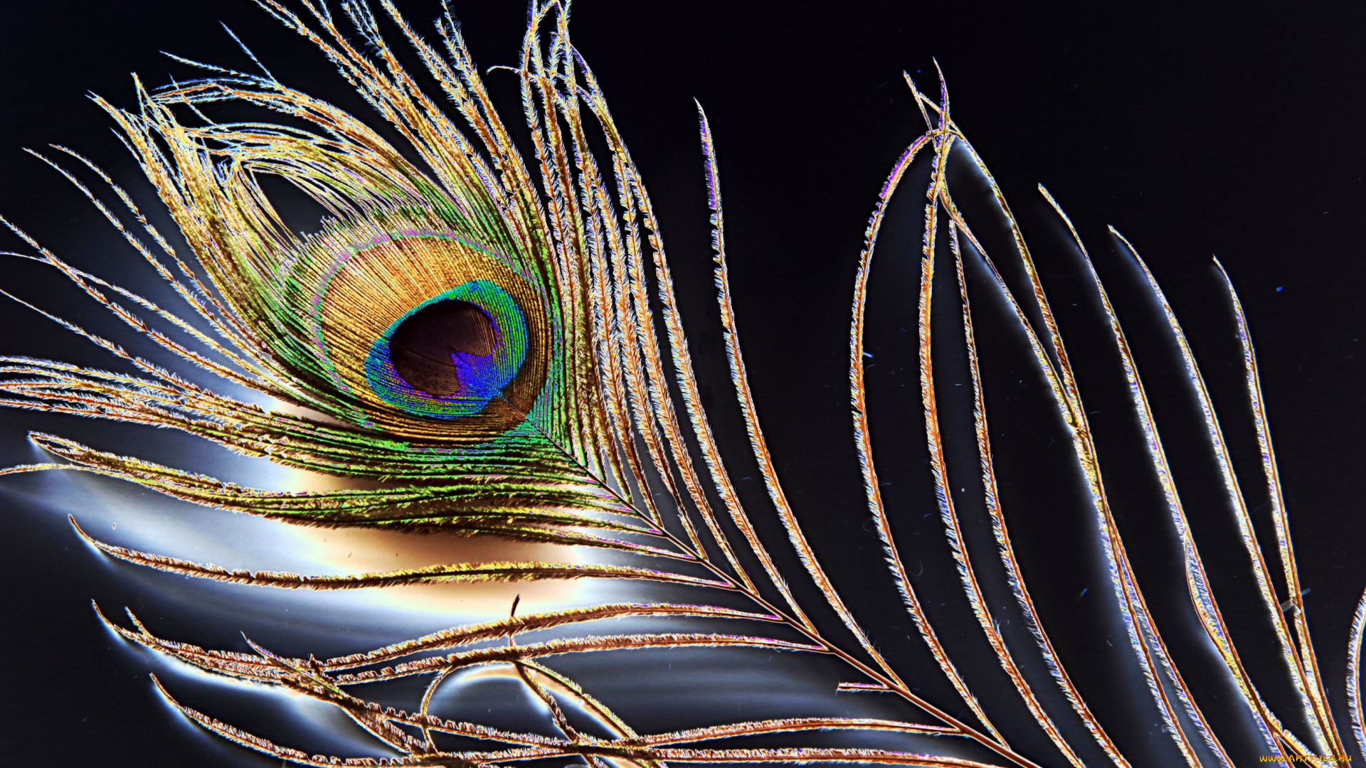 разное, перья, павлинье, перо