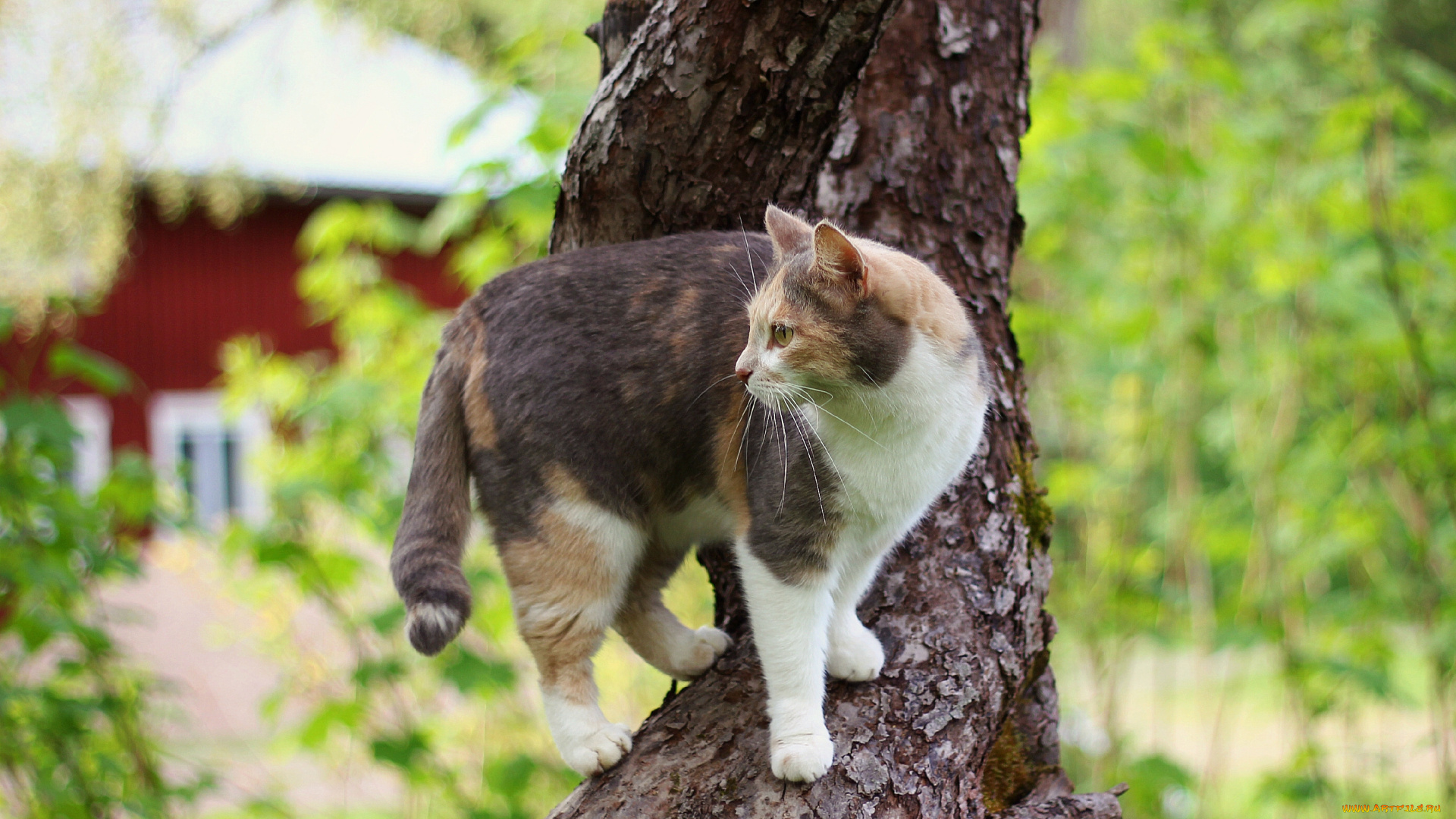 животные, коты, дерево