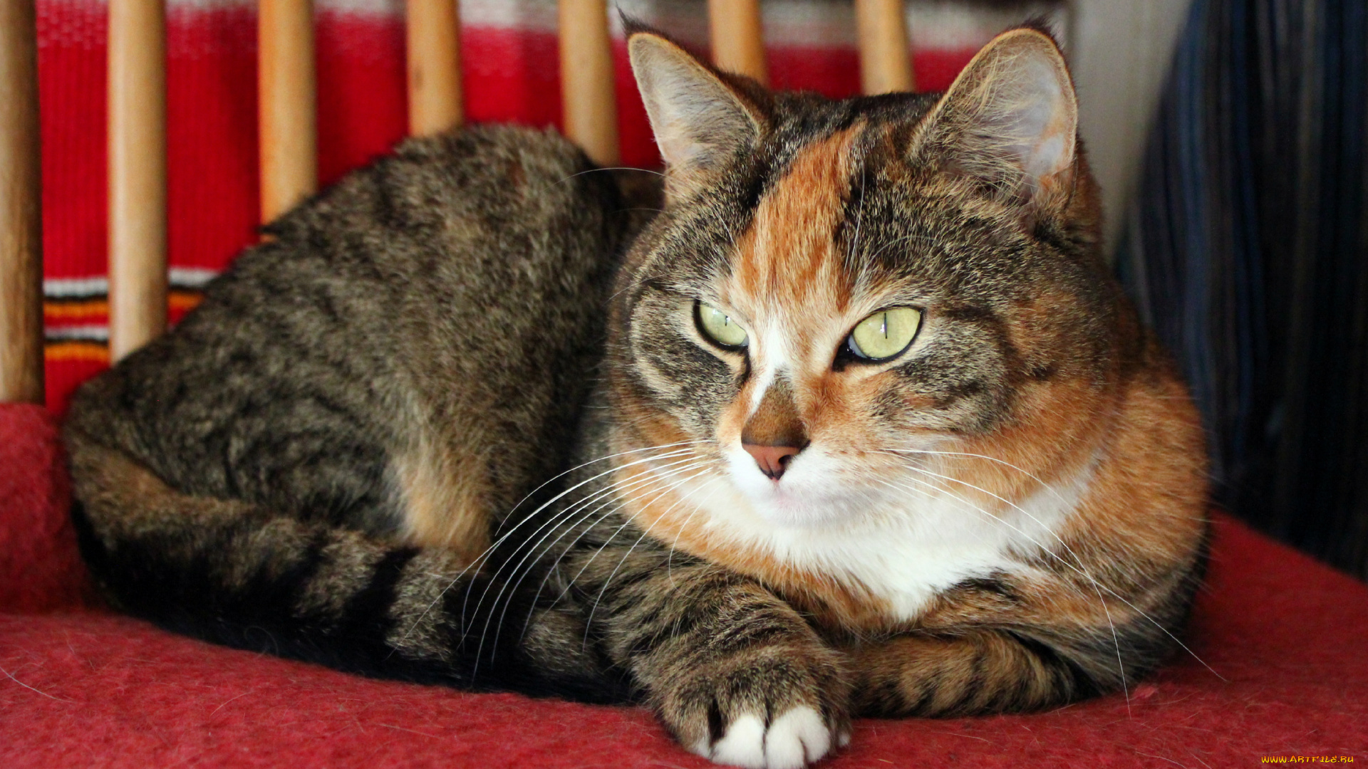 животные, коты, котэ