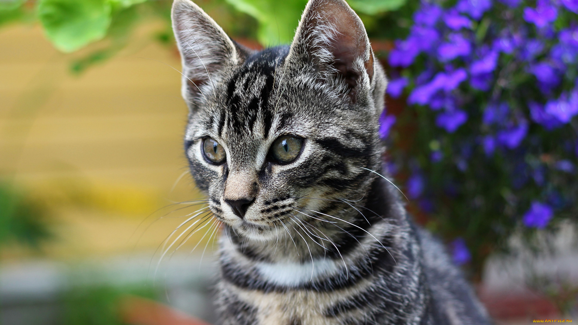 животные, коты, котёнок