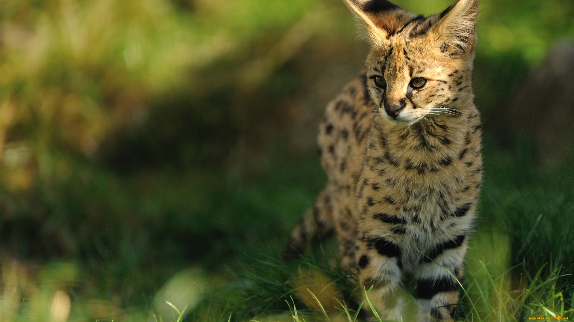 животные, сервалы, хищник, кошка, сервал