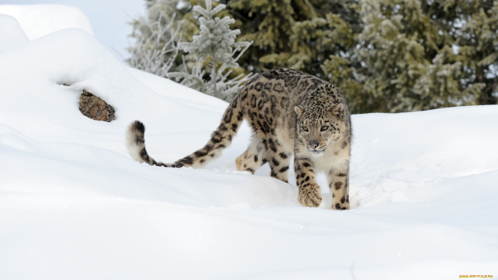 животные, снежный, барс, ирбис, снег, хвост, хищник
