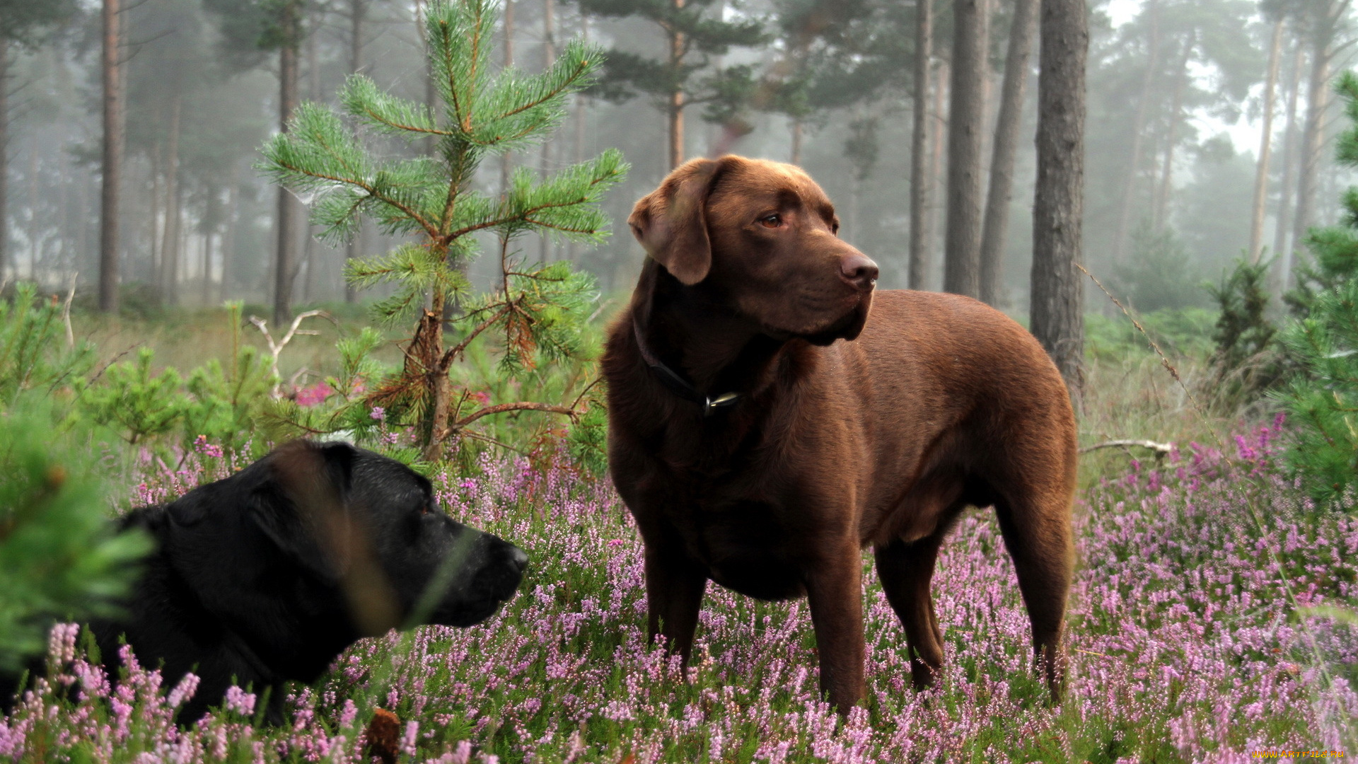 животные, собаки, лес