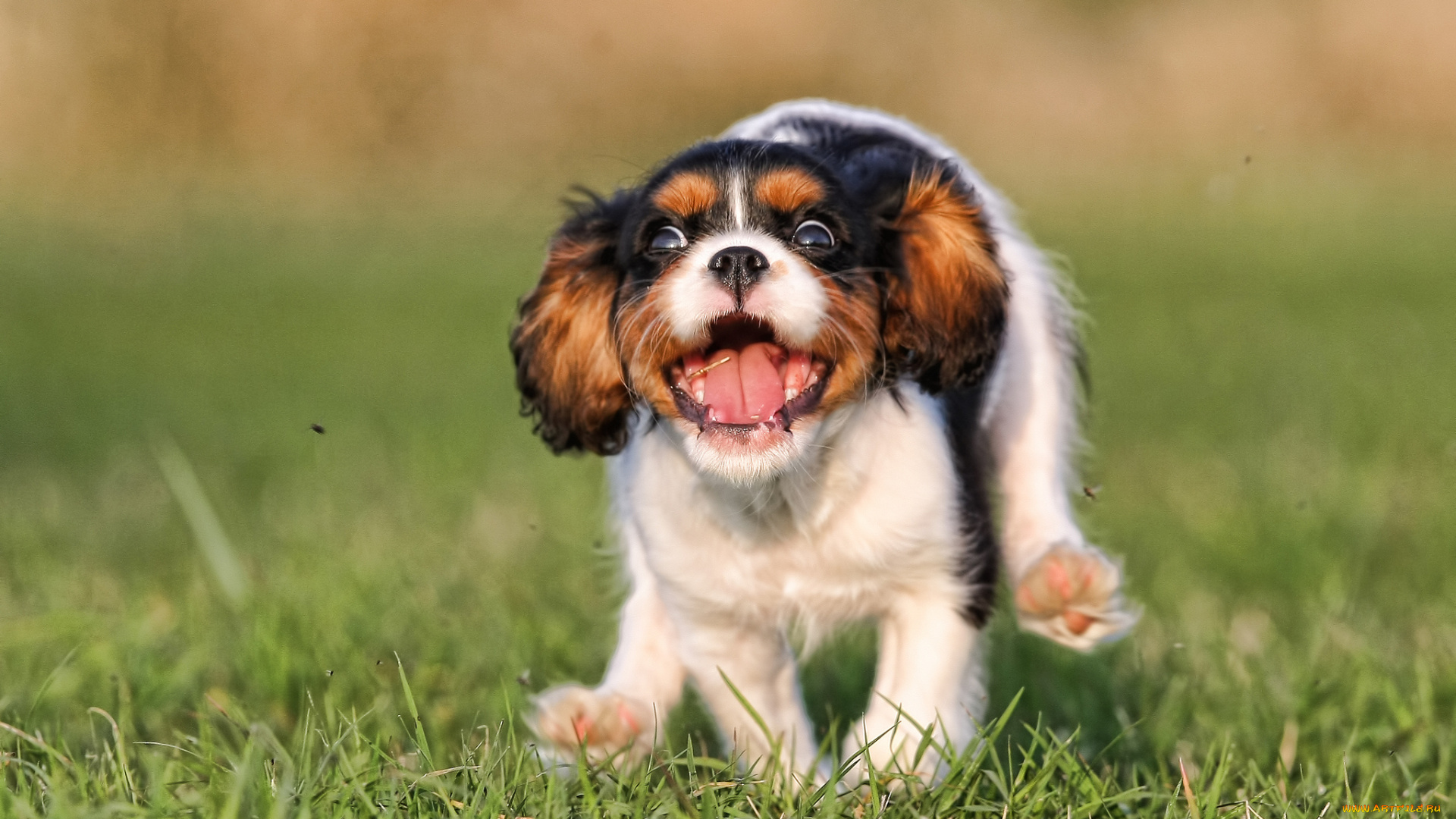 животные, собаки, радость, настроение