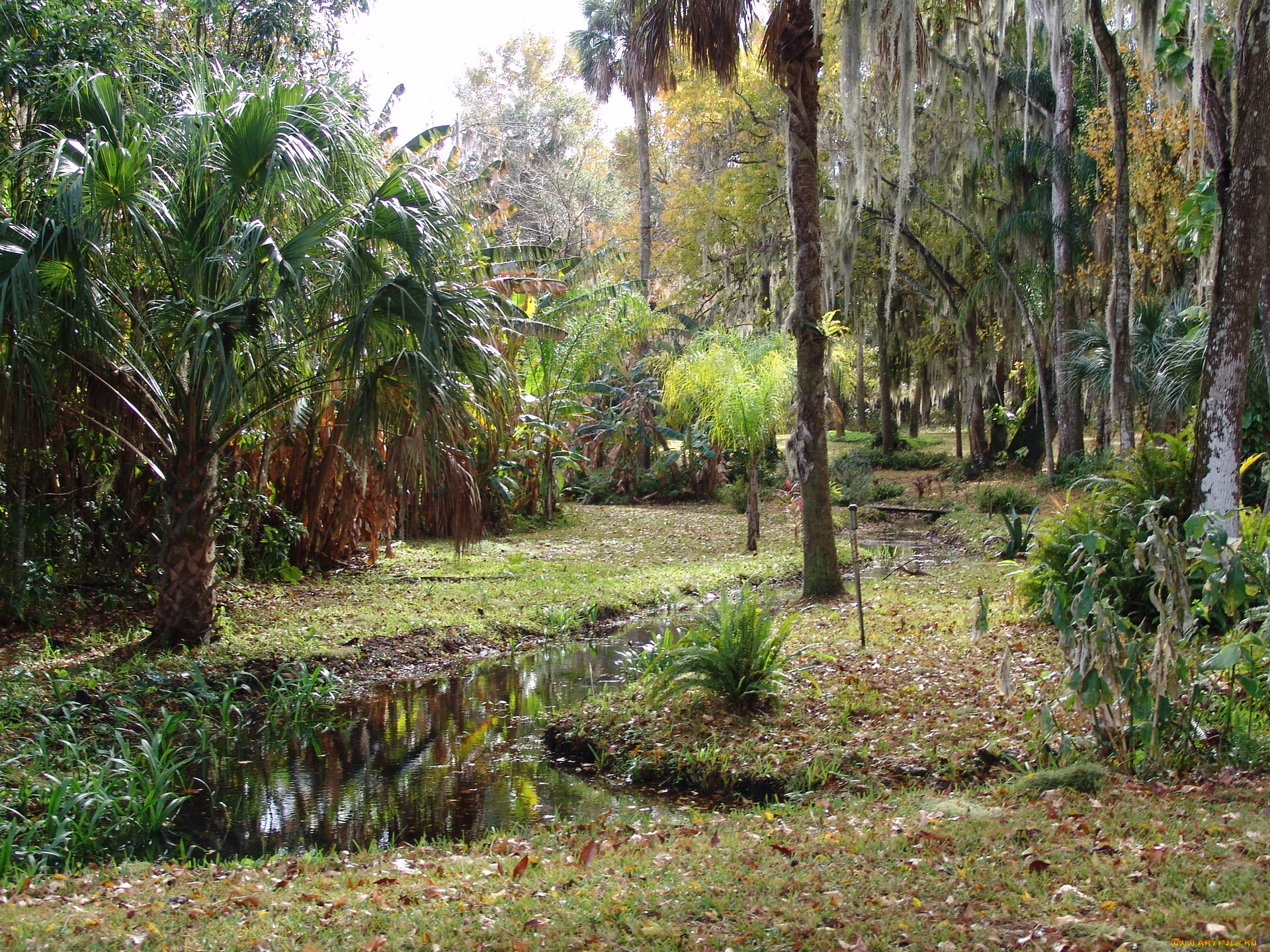 флорида, Ялаха, природа, парк, ботанический, сад