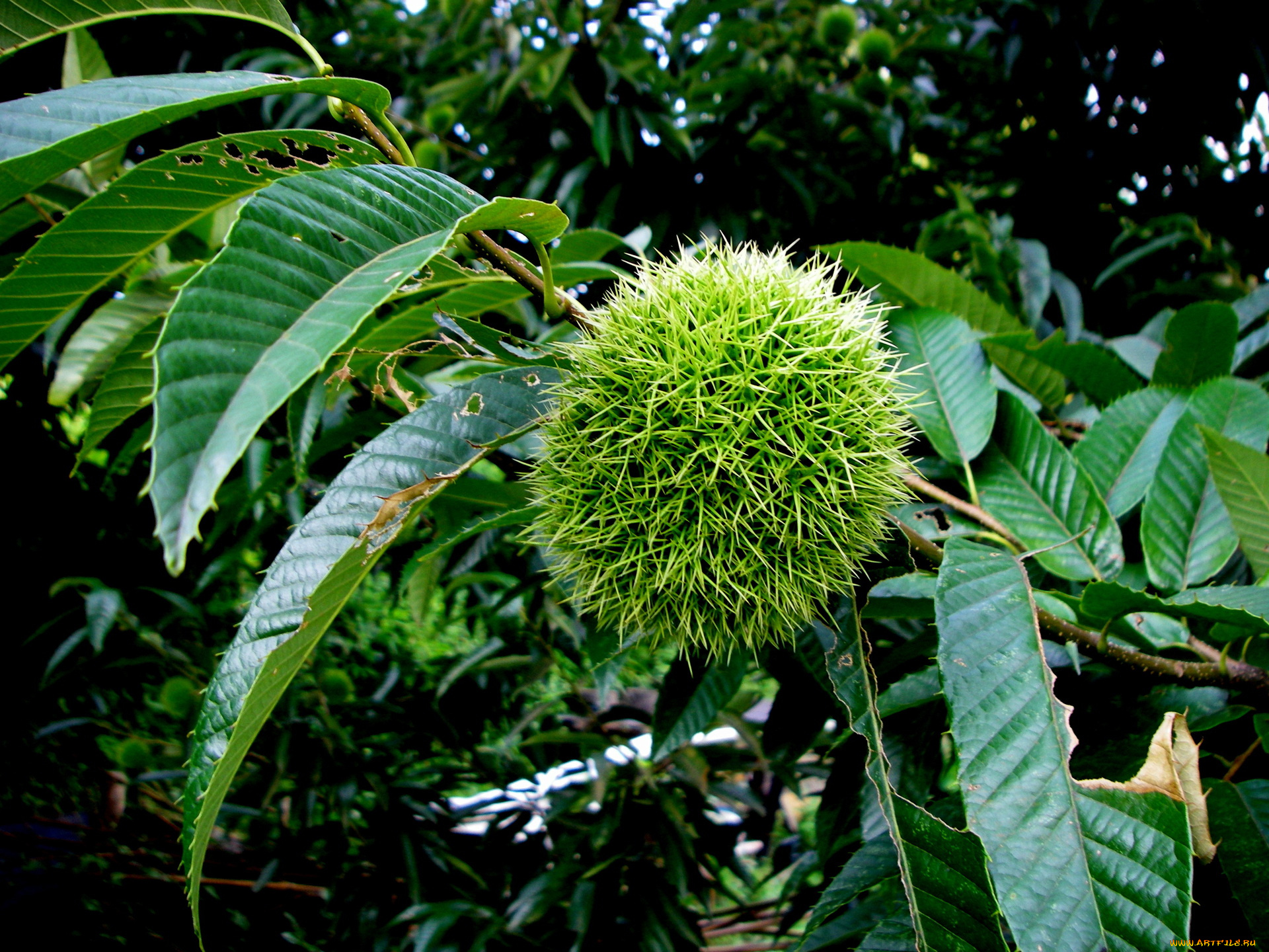 природа, плоды, каштан, ветка