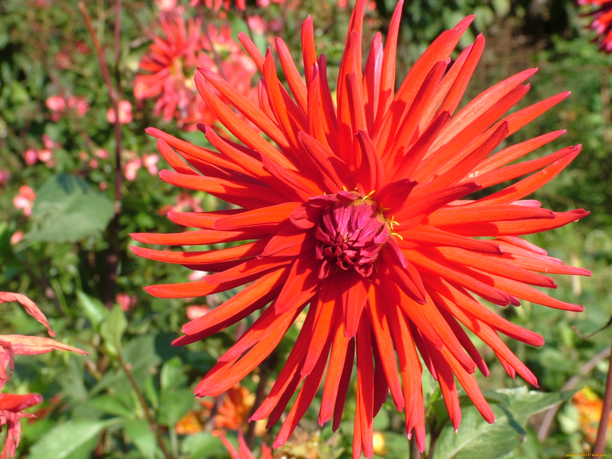 цветы, георгины, цветок