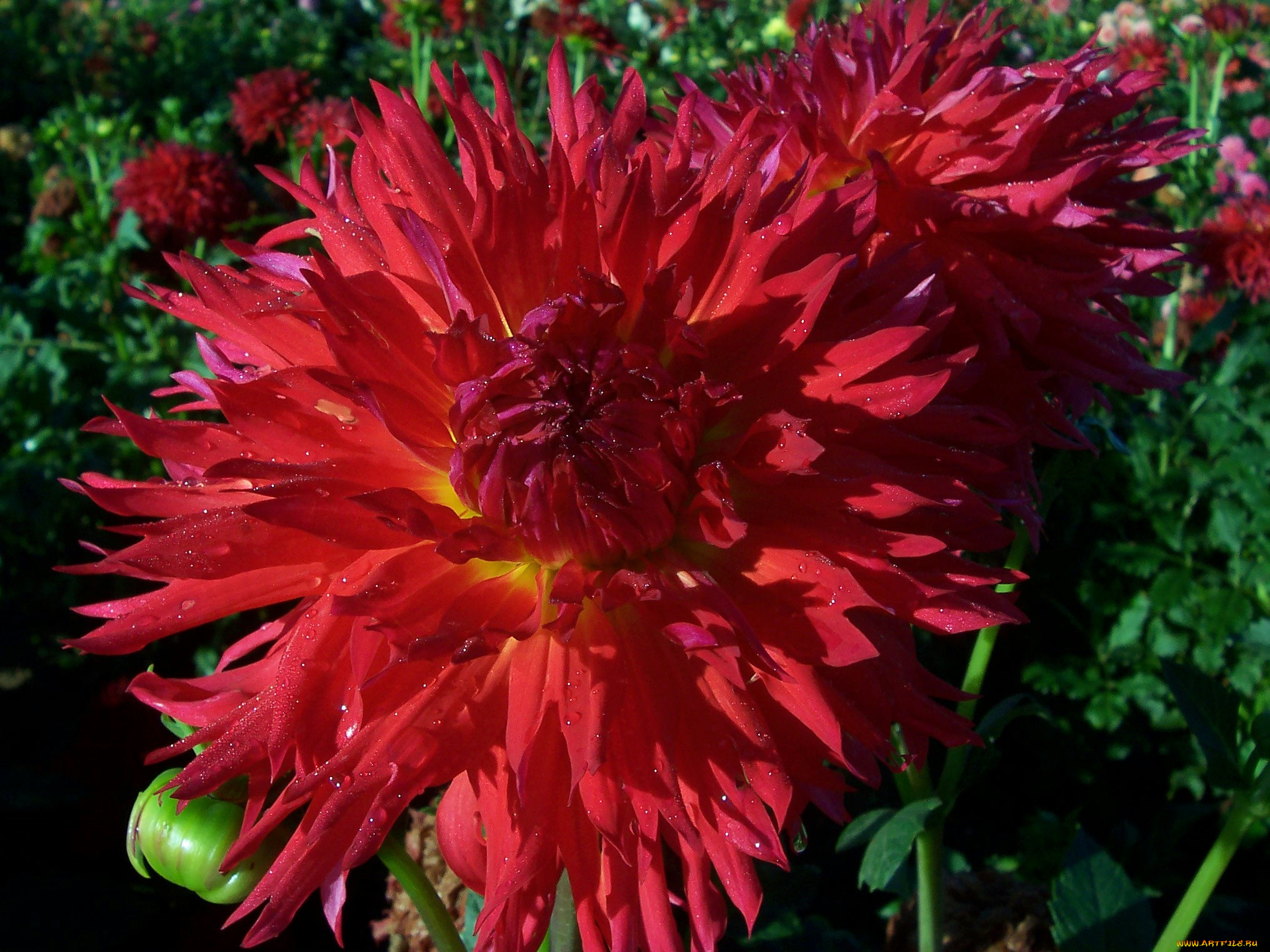 цветы, георгины