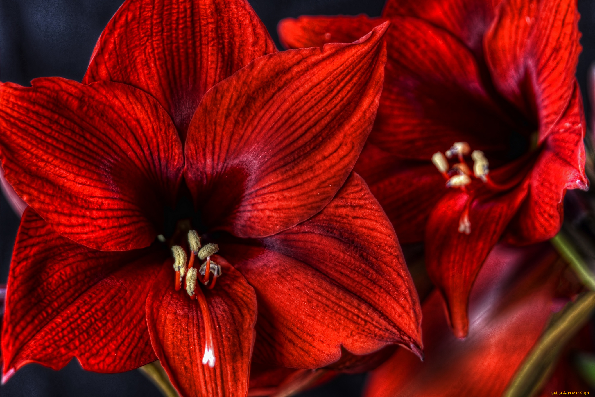 цветы, амариллисы, гиппеаструмы, гиппеаструм, красный